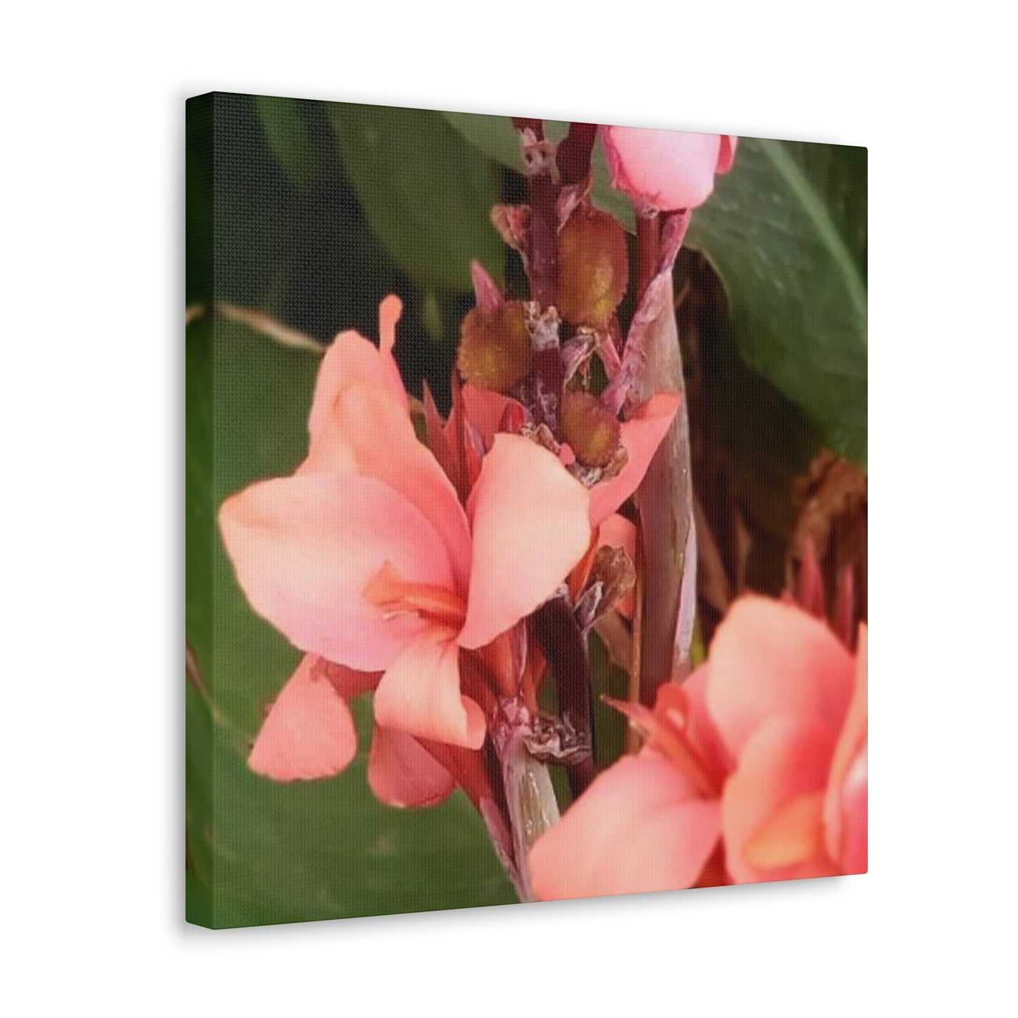 Art Prints & Wall Art, Canvas Gallery with Pink Canna Flower