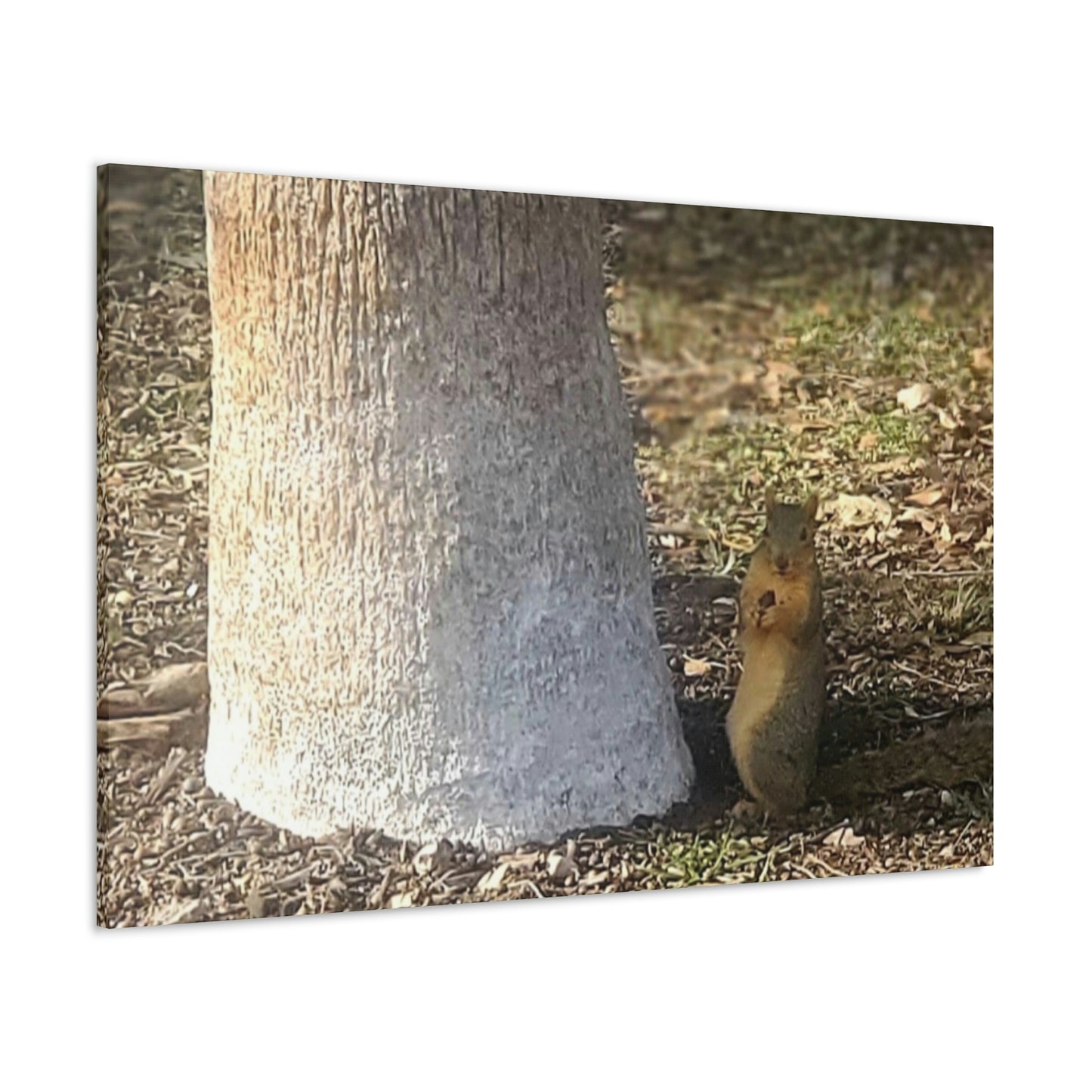 Squirrel and A Nut | Wall Art Print | Urban Geographic Collection | Life By Ortavia