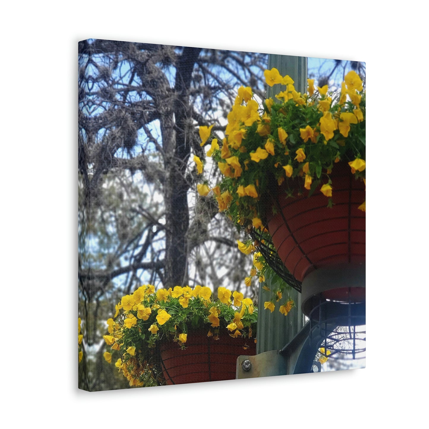 Yellow Pansies Downtown | Wall Art Canvas | High Bloom Collection | Life By Ortavia