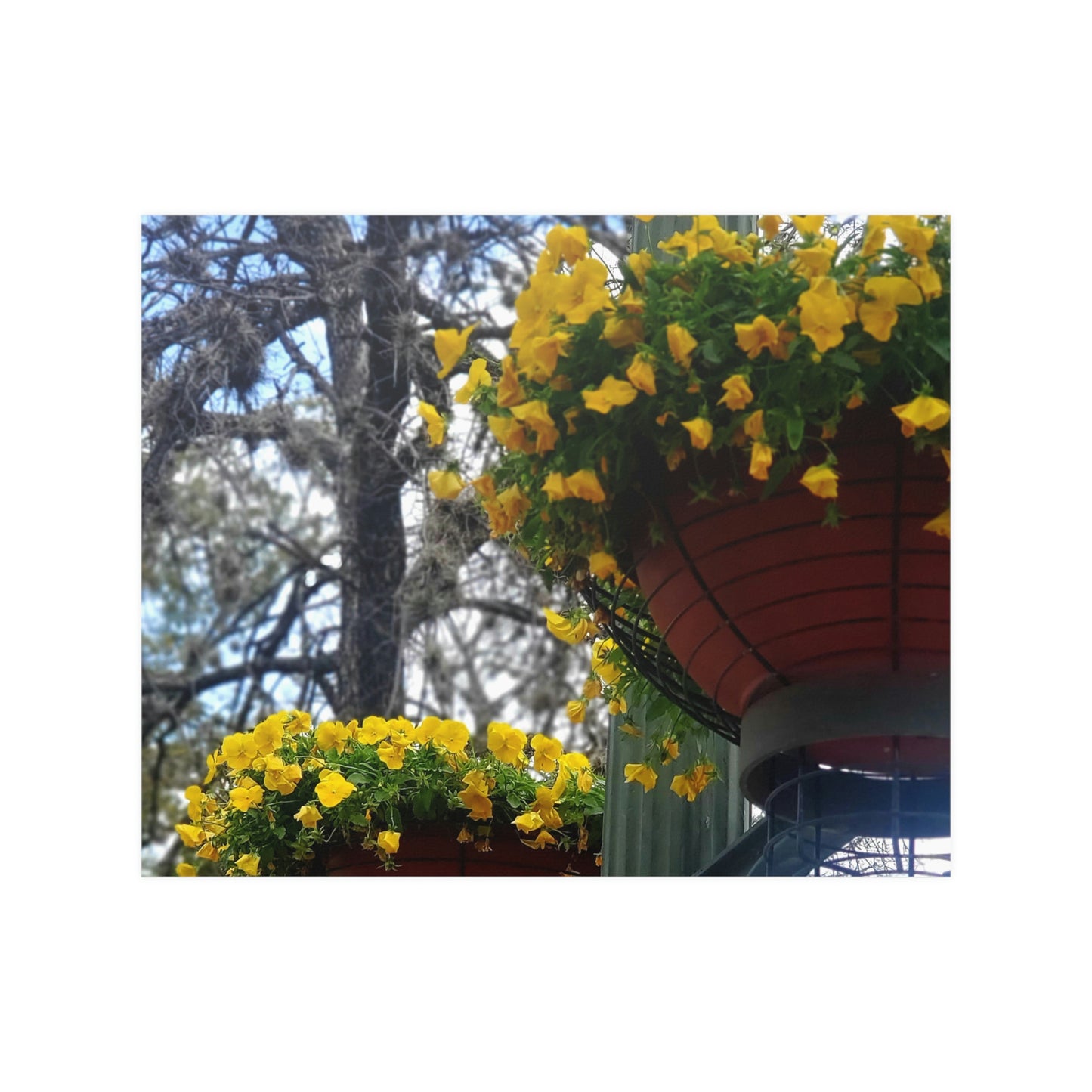 Yellow Pansies Downtown | Satin Posters (210gsm) | High Bloom Collection | Life By Ortavia