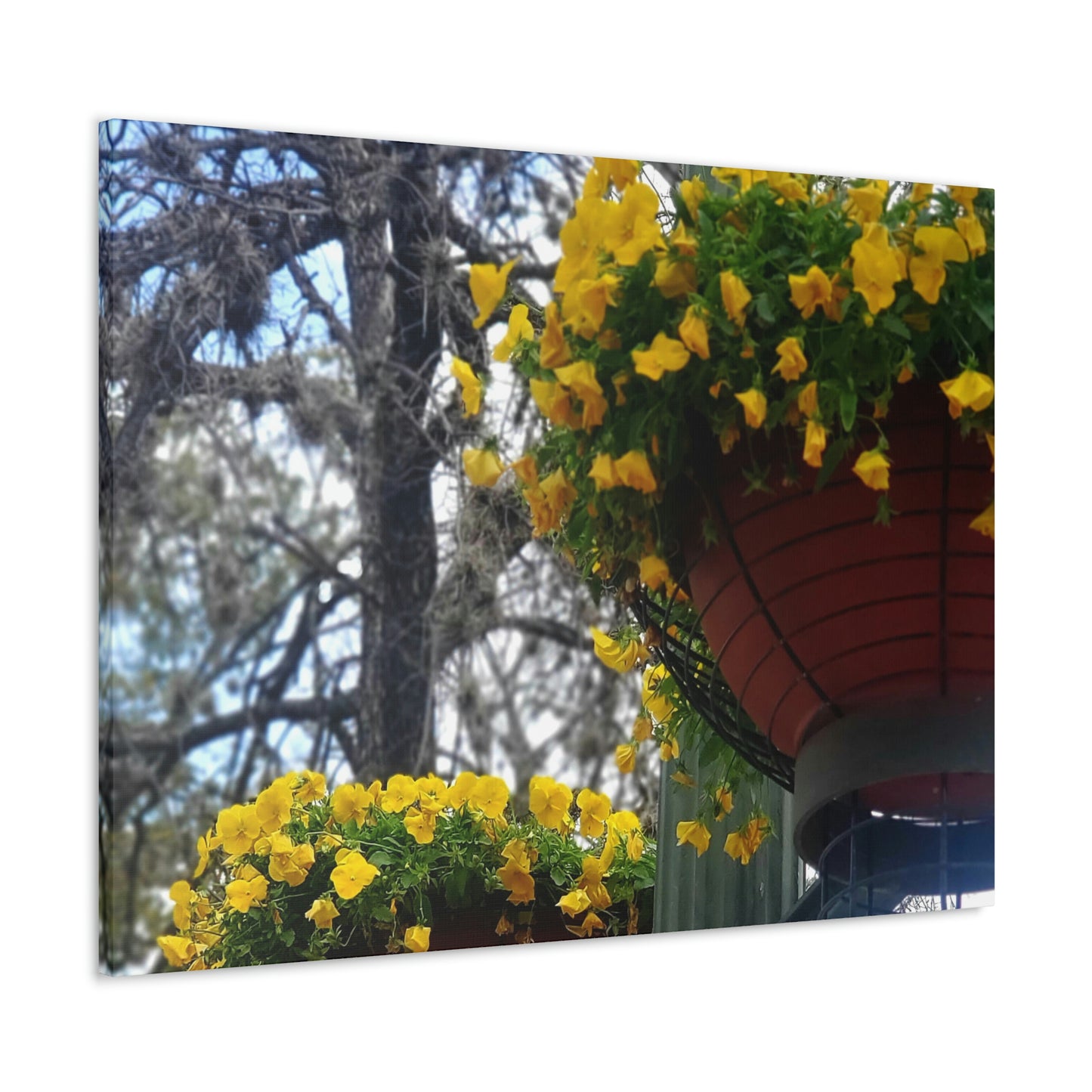 Yellow Pansies Downtown | Wall Art Canvas | High Bloom Collection | Life By Ortavia