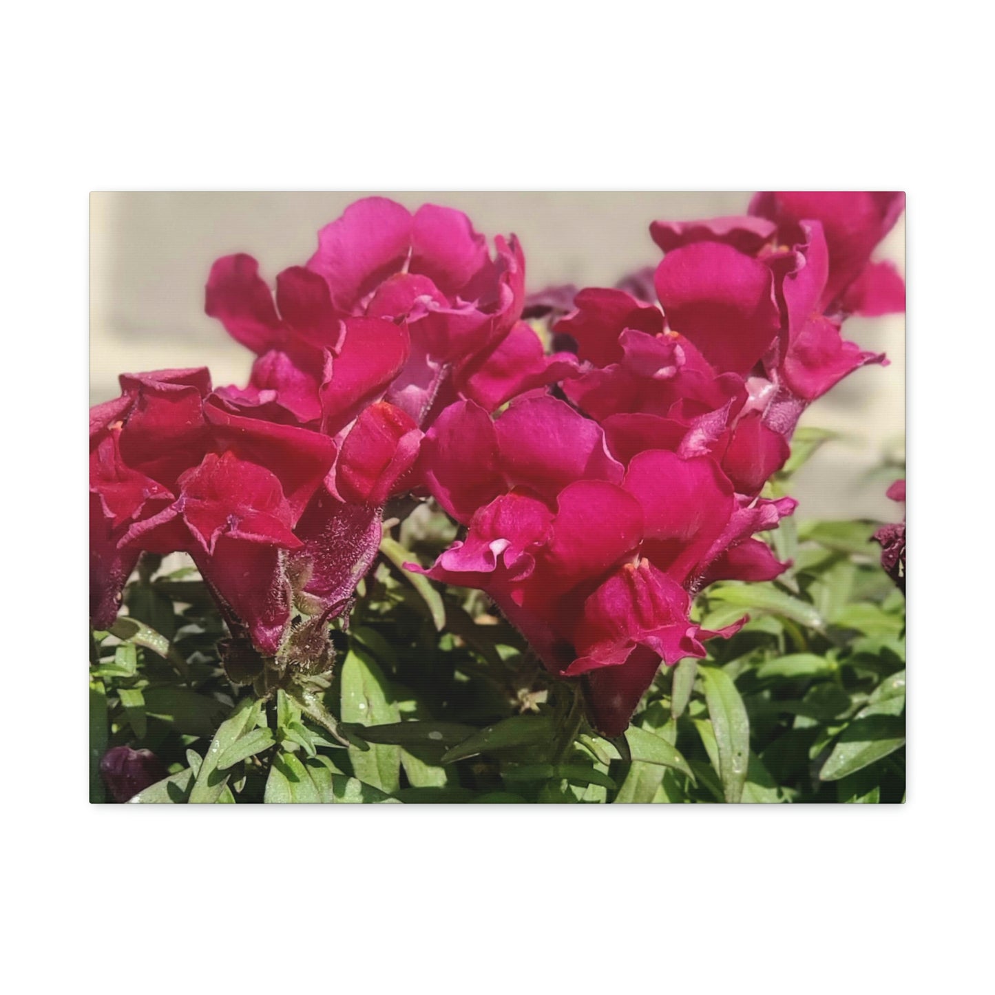 Magenta Snapdragon | Wall Art Canvas | High Bloom Collection | Life By Ortavia