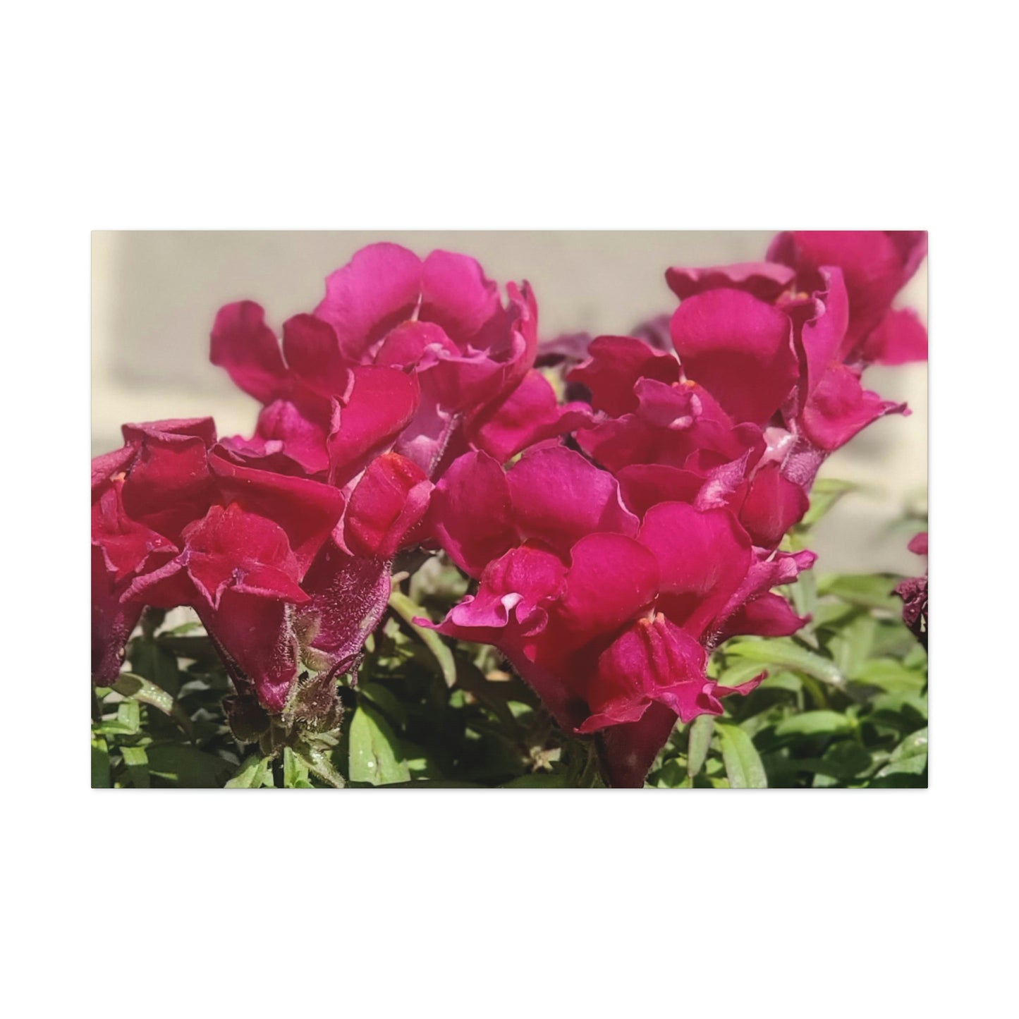 Magenta Snapdragon | Wall Art Canvas | High Bloom Collection | Life By Ortavia