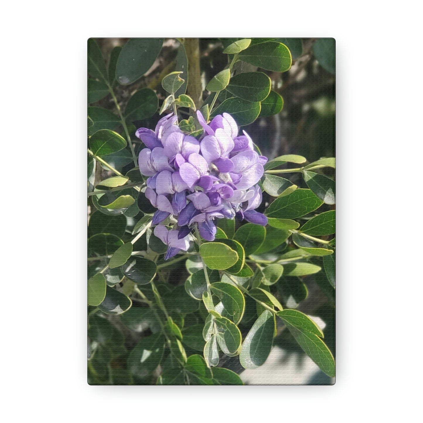 Purple Texas Mountain Laurel | Wall Art Canvas