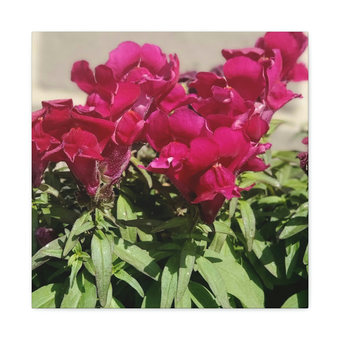 Magenta Snapdragon | Wall Art Canvas | High Bloom Collection | Life By Ortavia