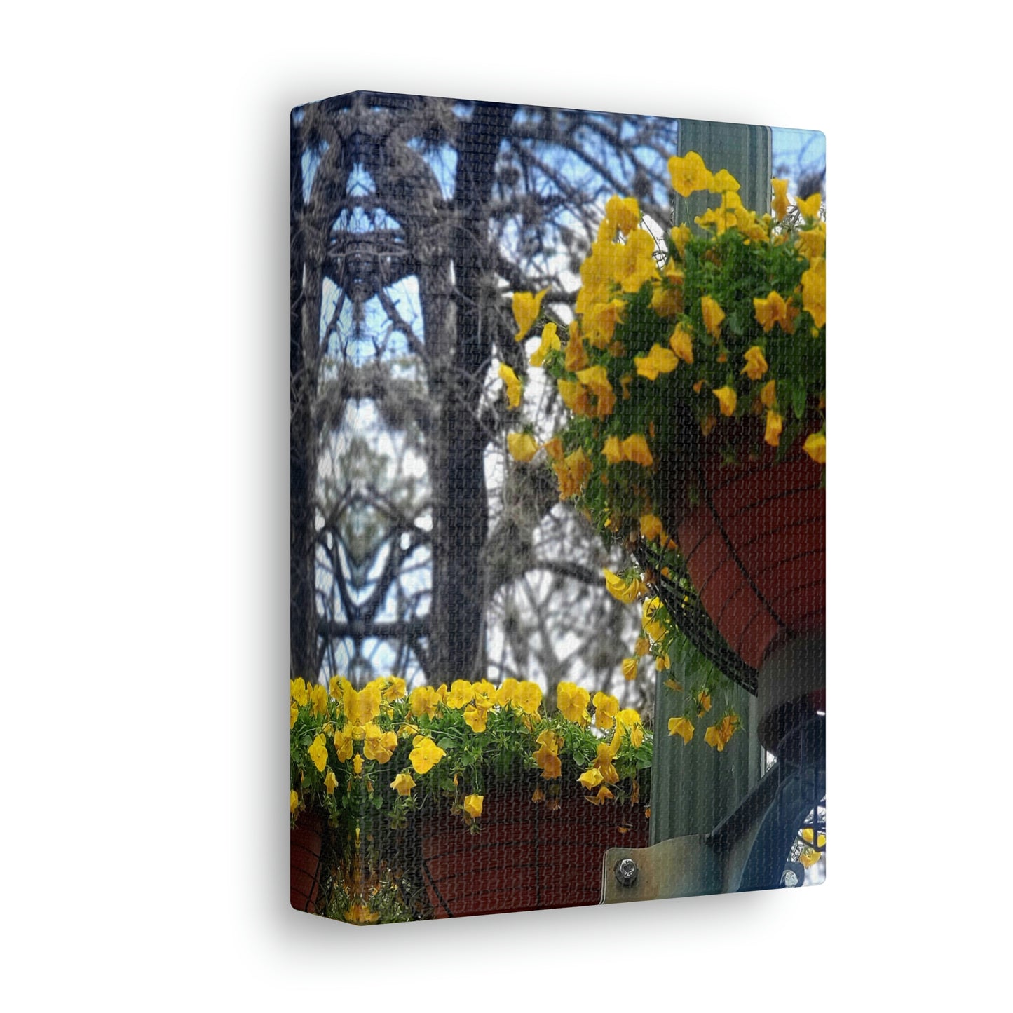 Yellow Pansies Downtown | Wall Art Canvas | High Bloom Collection | Life By Ortavia