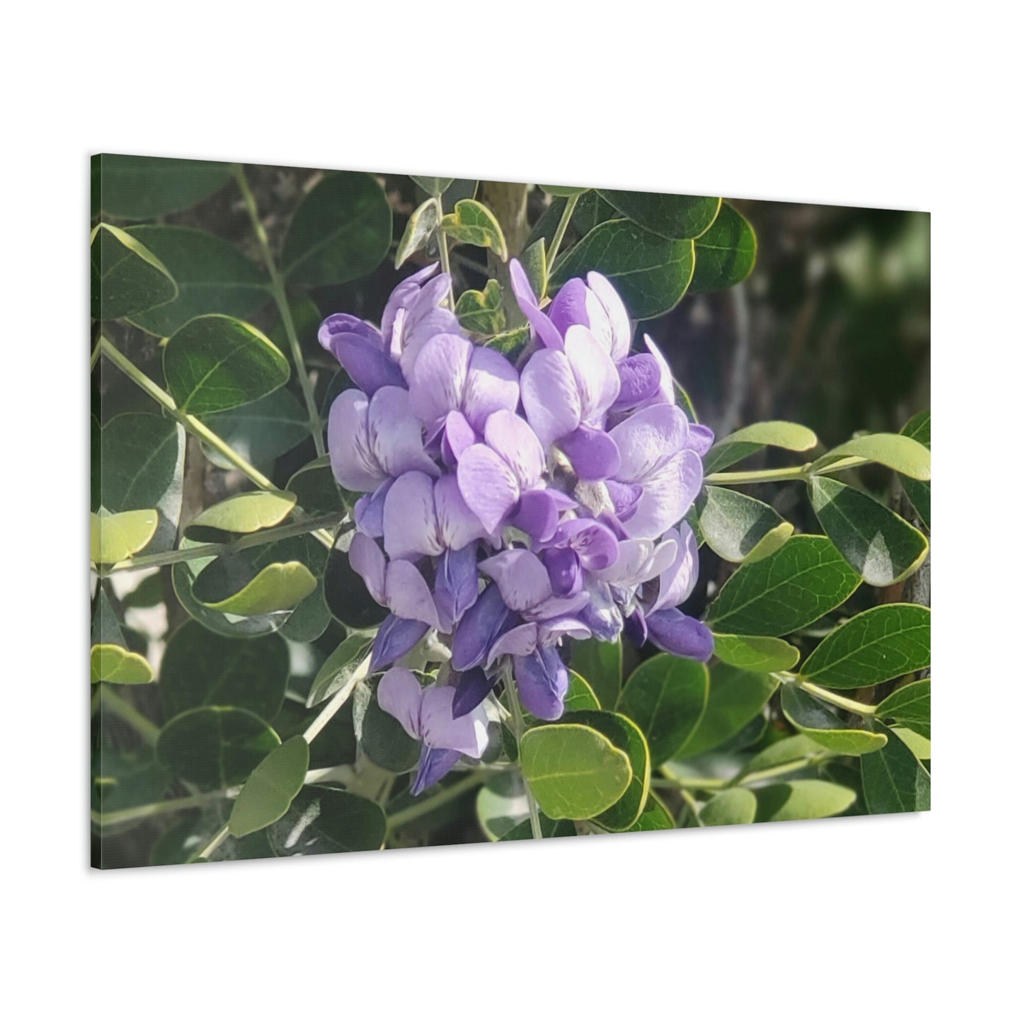 Purple Texas Mountain Laurel | Wall Art Canvas
