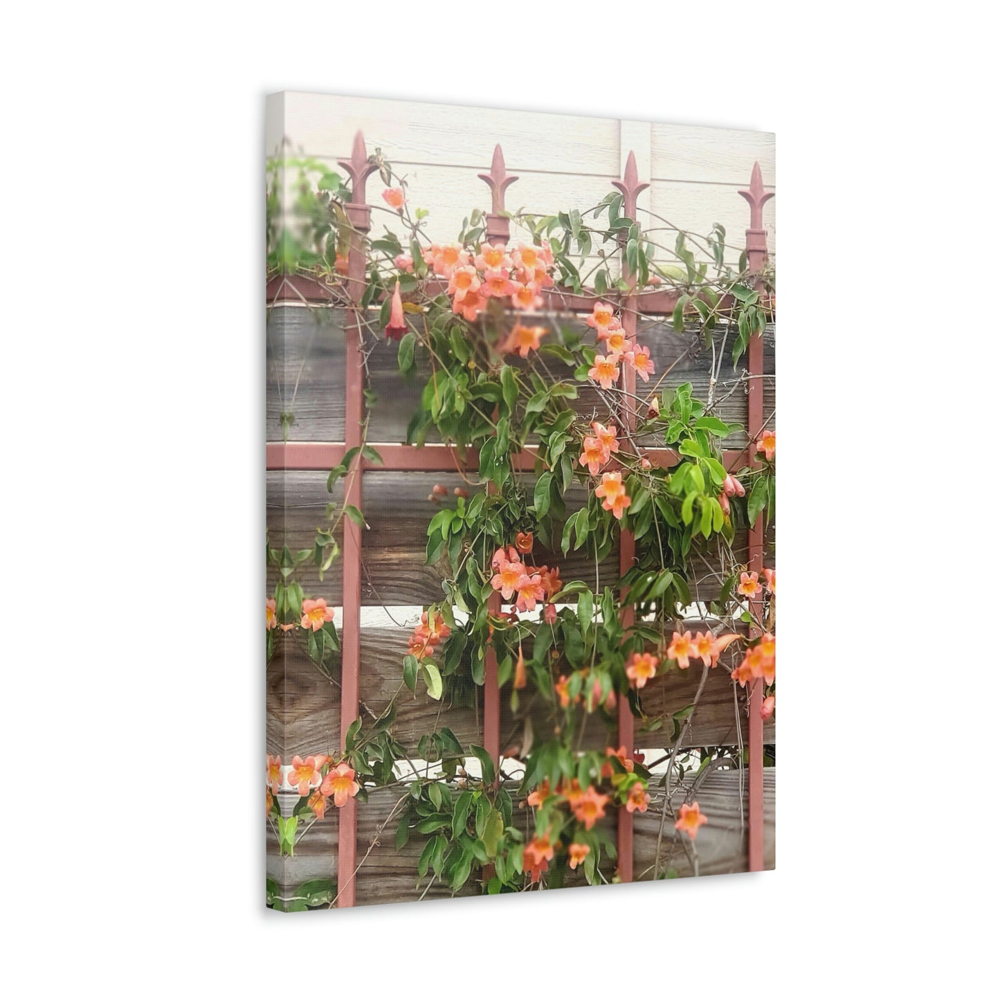 Flowers On A Rugged Fence | Wall Art Canvas | High Bloom Collection | Life By Ortavia