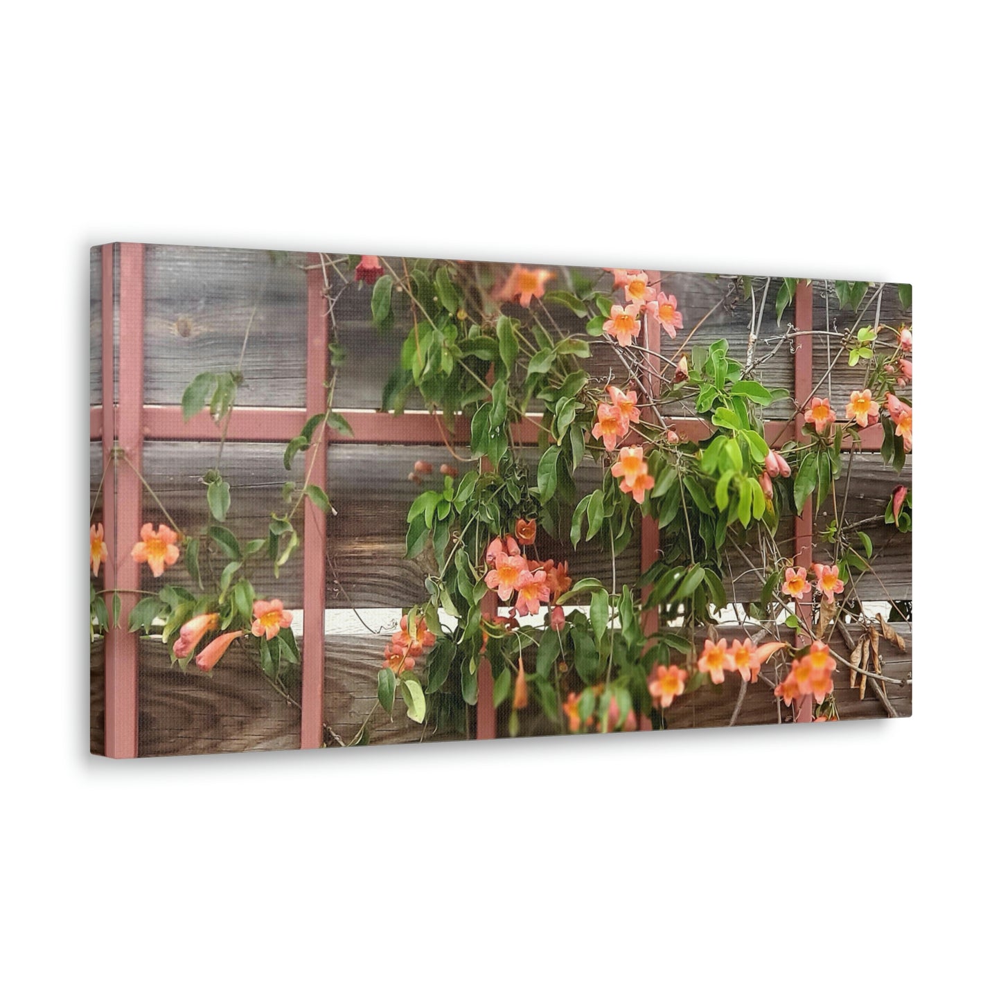 Flowers On A Rugged Fence | Wall Art Canvas | High Bloom Collection | Life By Ortavia