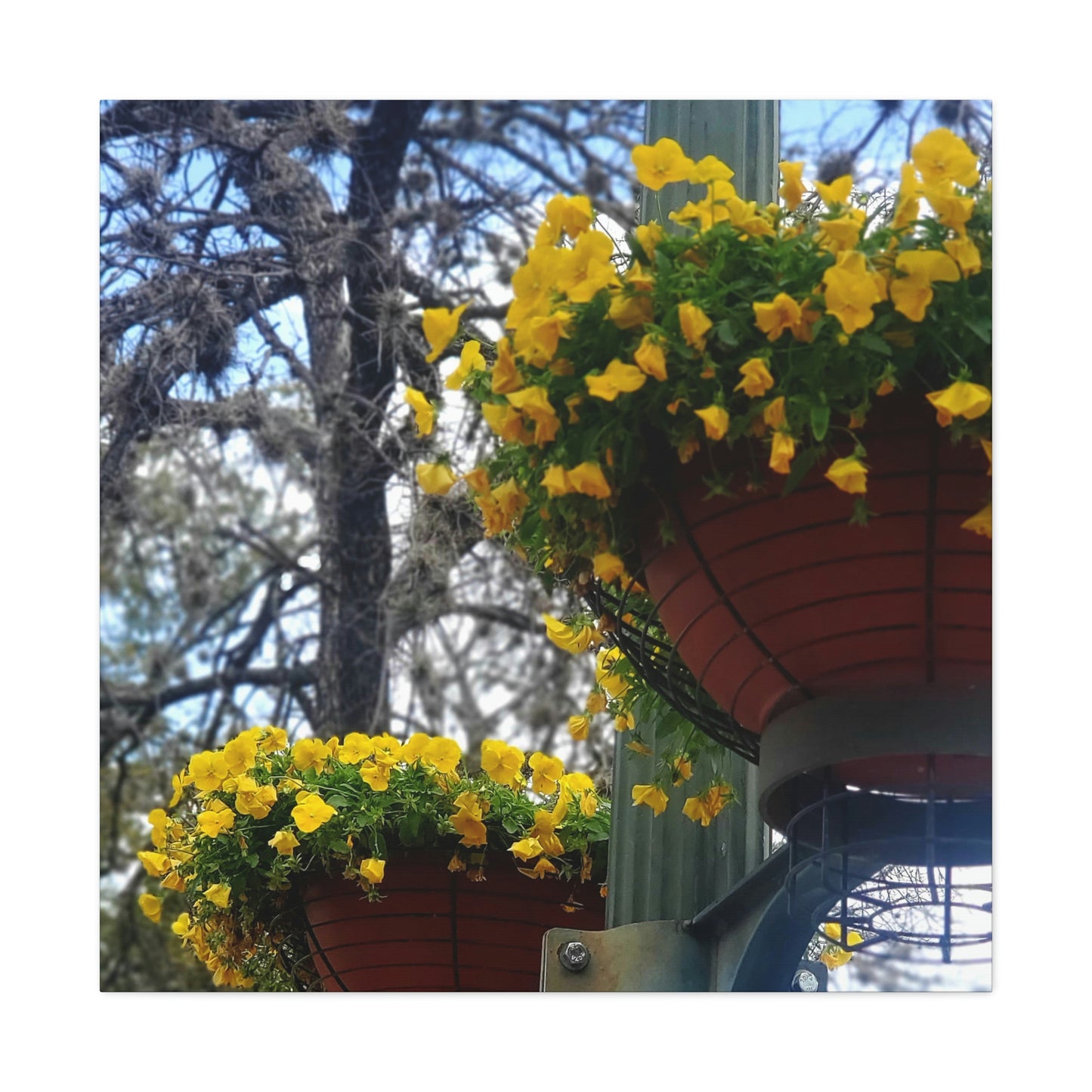 Yellow Pansies Downtown | Wall Art Canvas | High Bloom Collection | Life By Ortavia