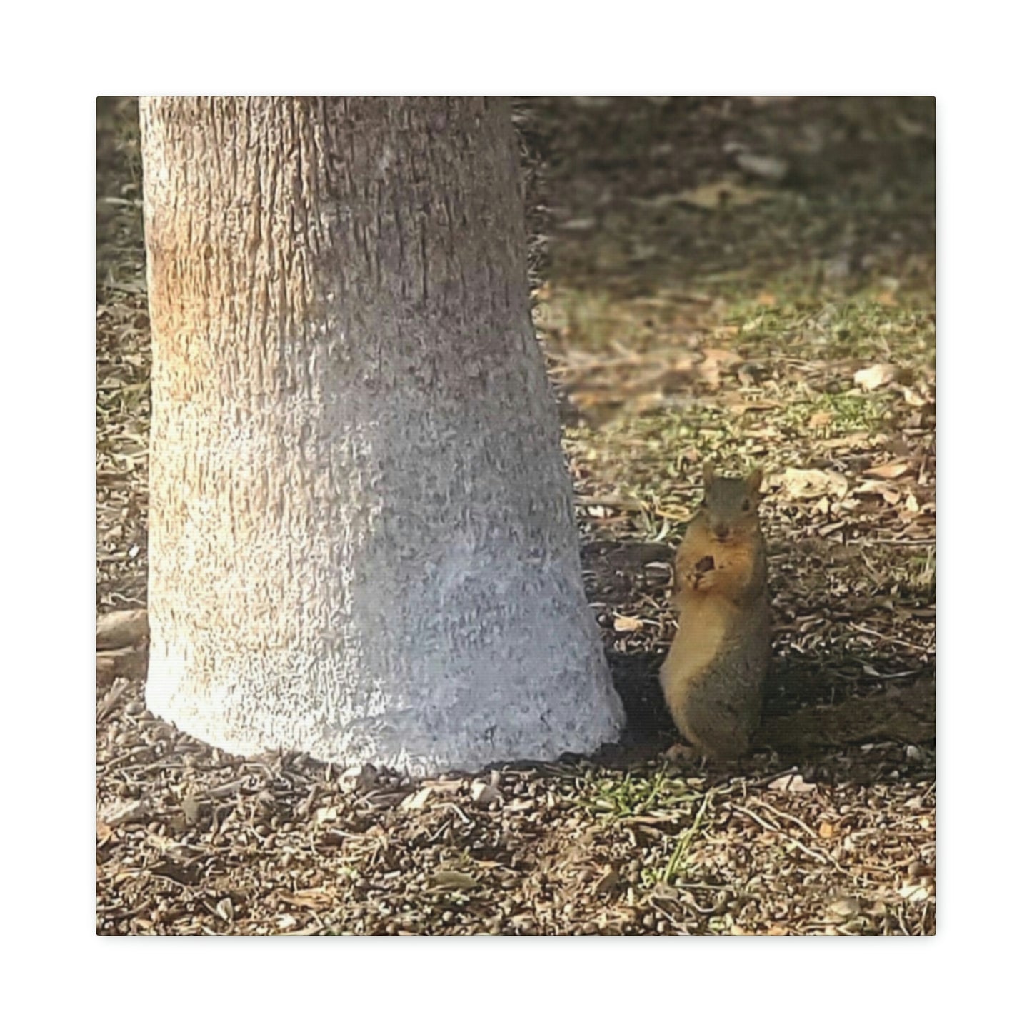 Squirrel and A Nut | Wall Art Print | Urban Geographic Collection | Life By Ortavia