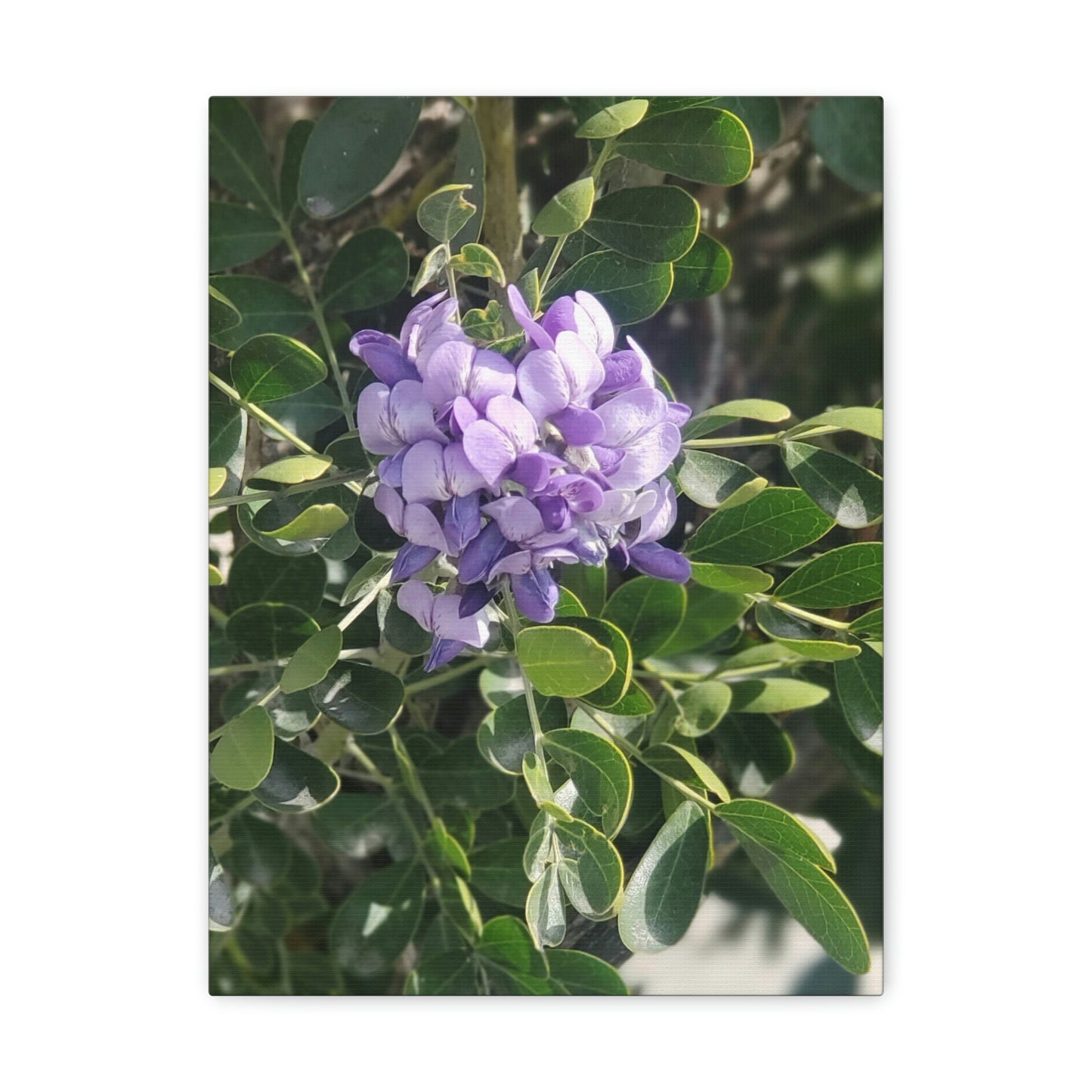 Purple Texas Mountain Laurel | Wall Art Canvas