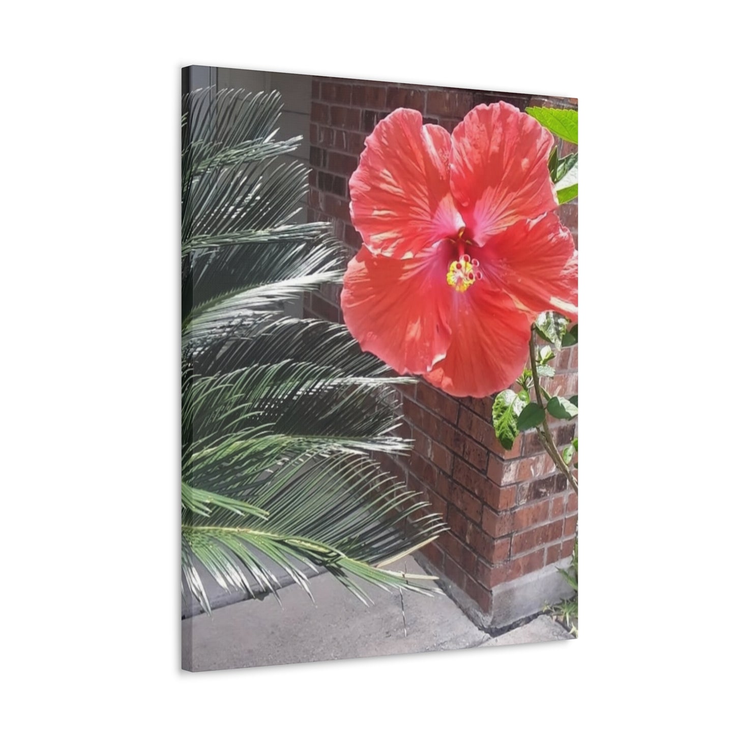 Art Prints & Wall Art, Gallery Canvas with Peach Hibiscus Flower
