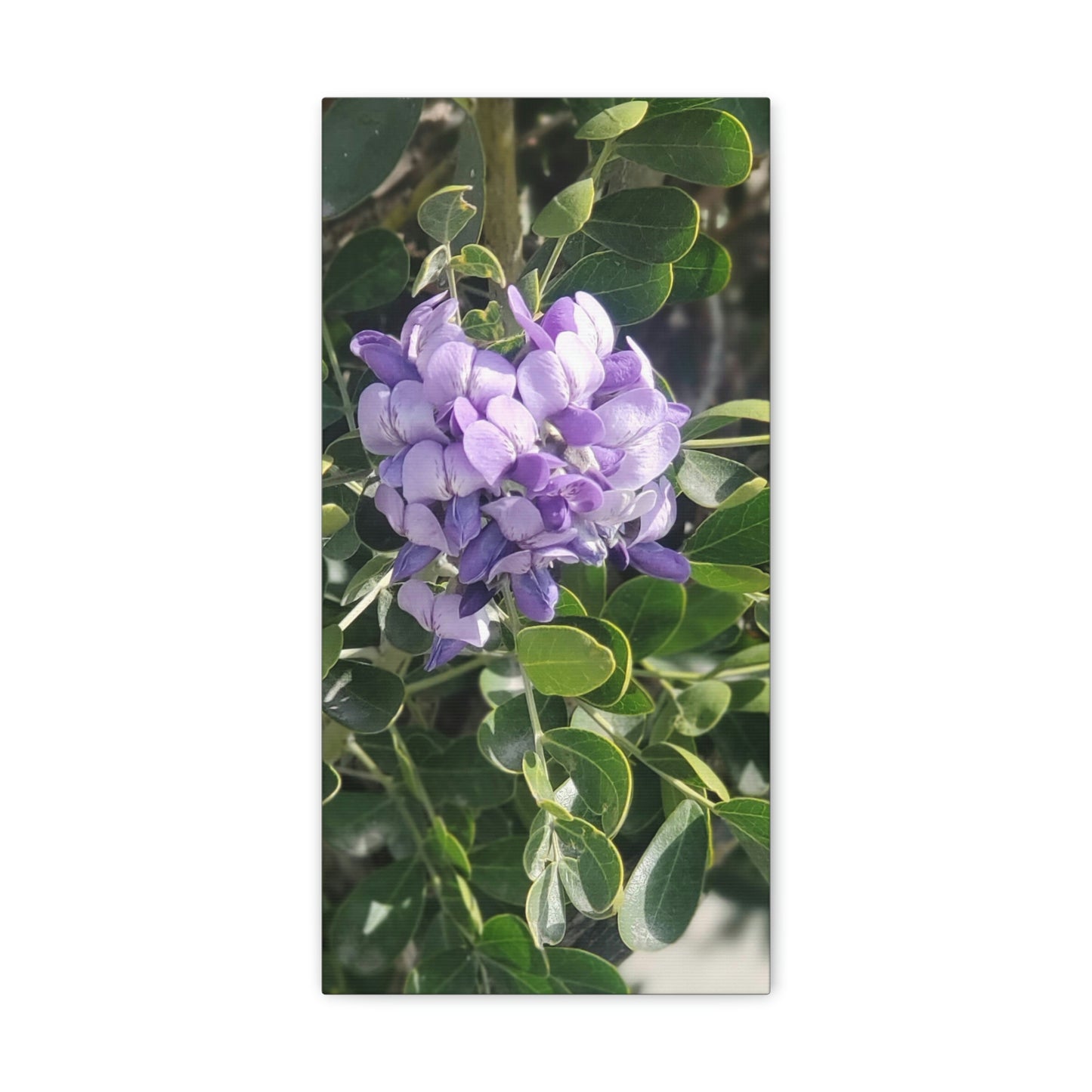 Purple Texas Mountain Laurel | Wall Art Canvas