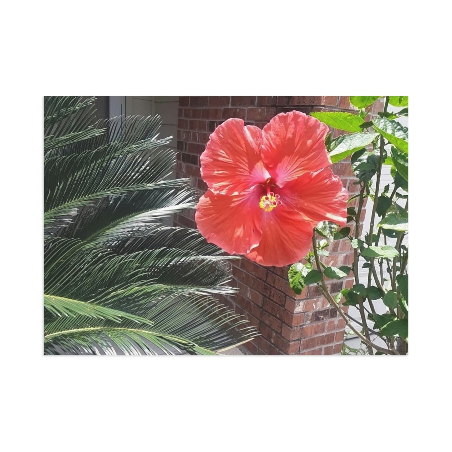 Peach Hibiscus Flower Fine Art Postcards