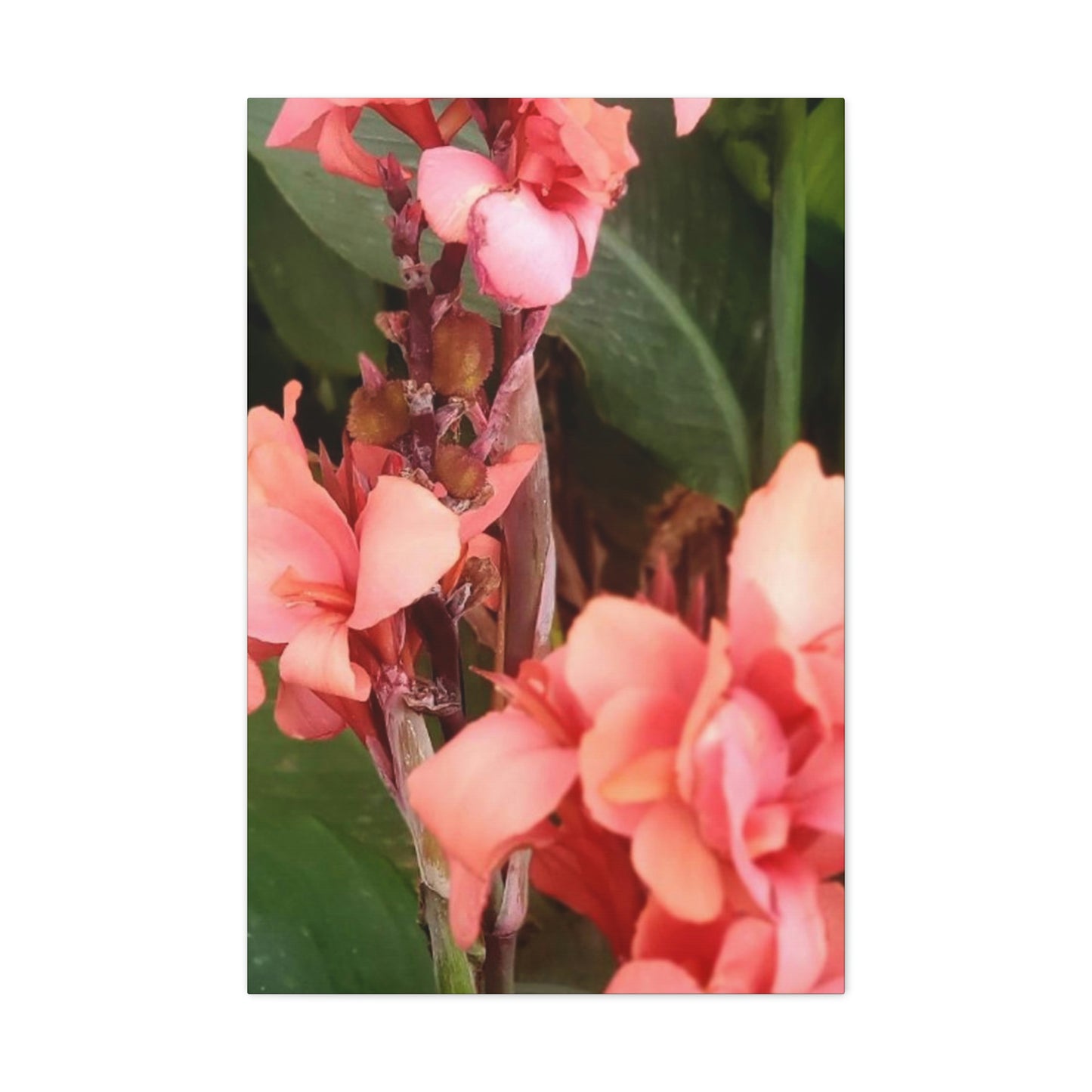 Art Prints & Wall Art, Canvas Gallery with Pink Canna Flower