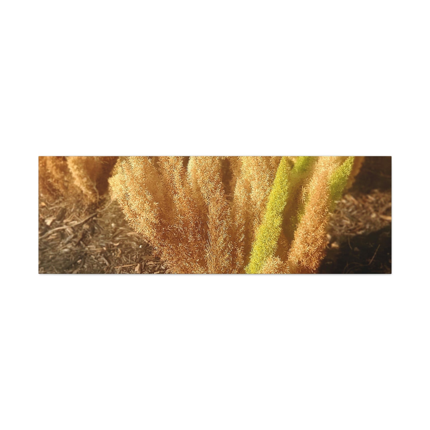 Golden Foxtail Fern | Wall Art Canvas | High Bloom Collection | Life By Ortavia