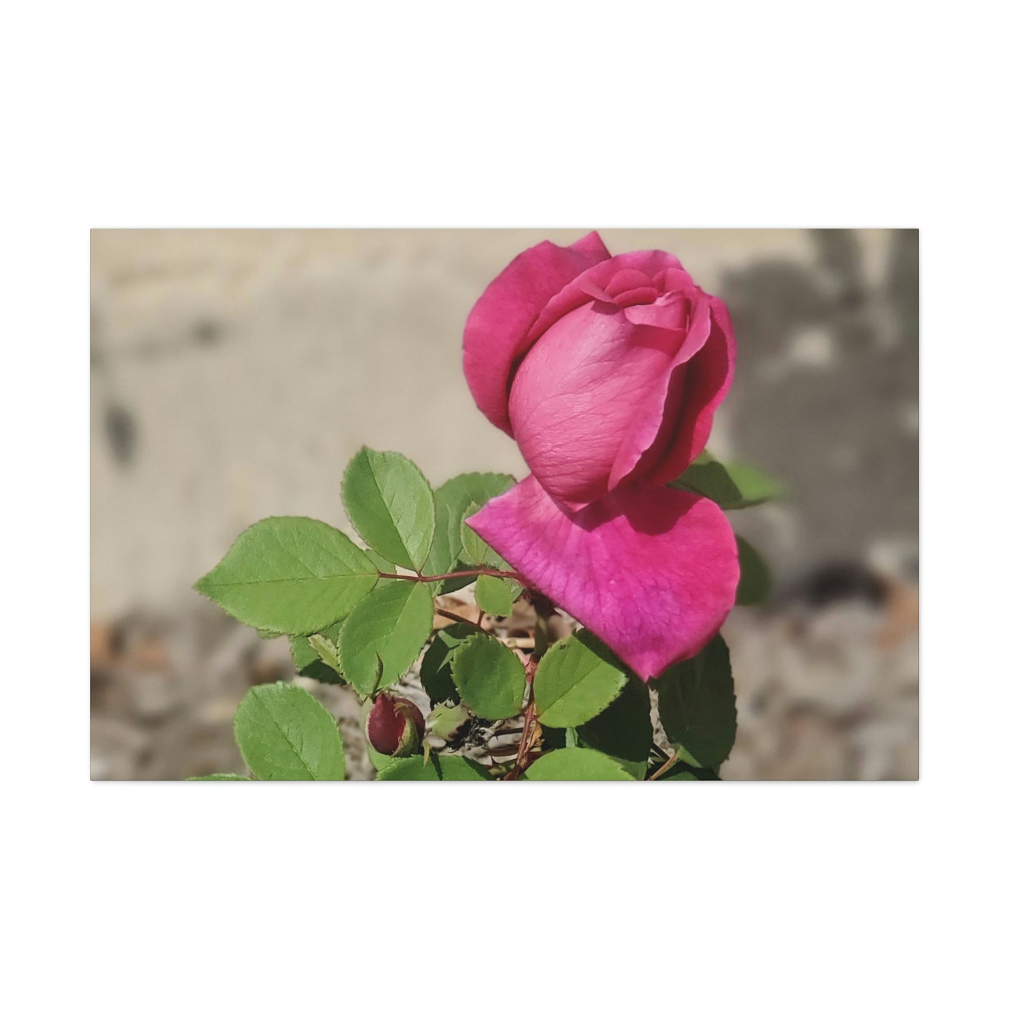 Dear Pink Rosa | High Bloom Collection | Canvas | Life By Ortavia