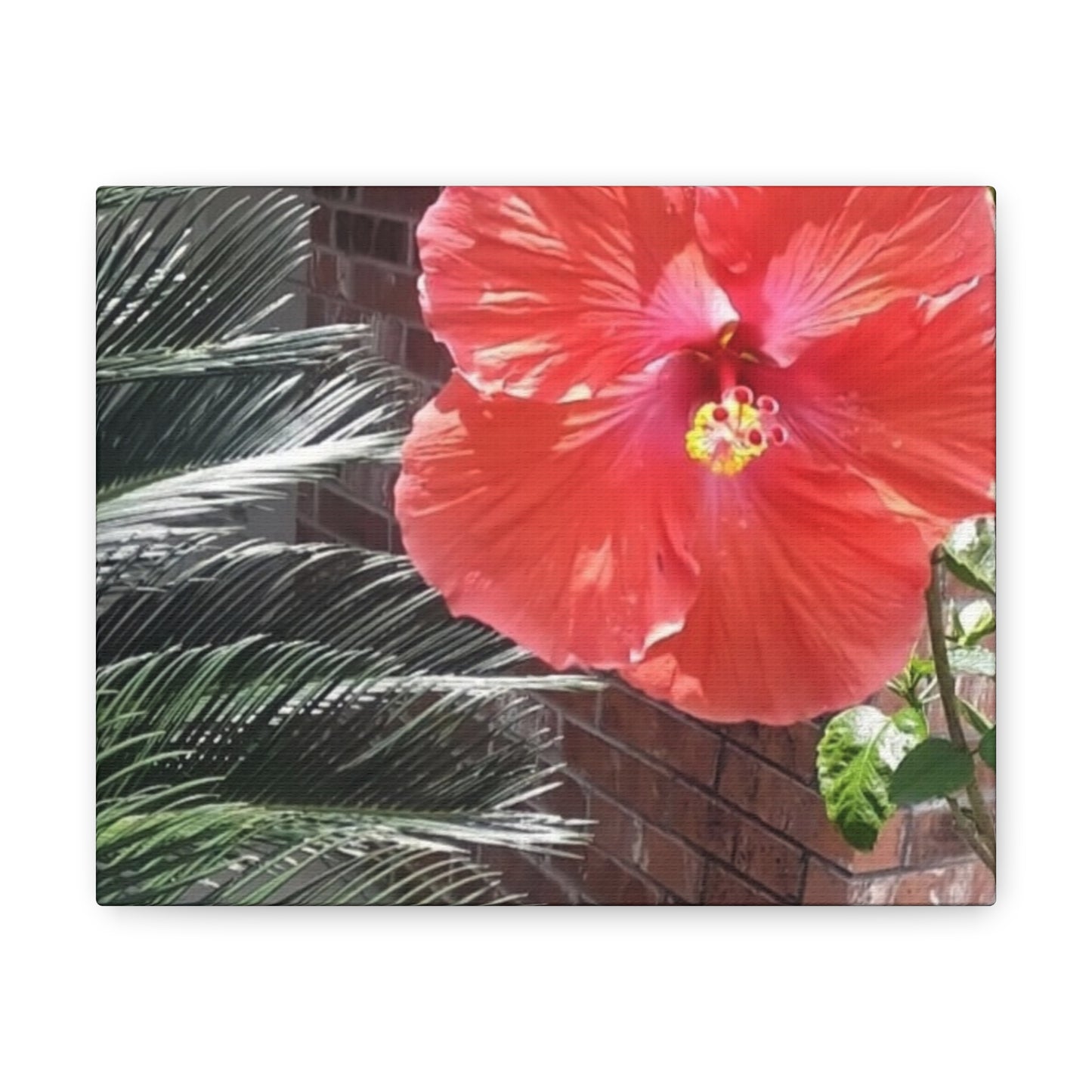 Art Prints & Wall Art, Gallery Canvas with Peach Hibiscus Flower