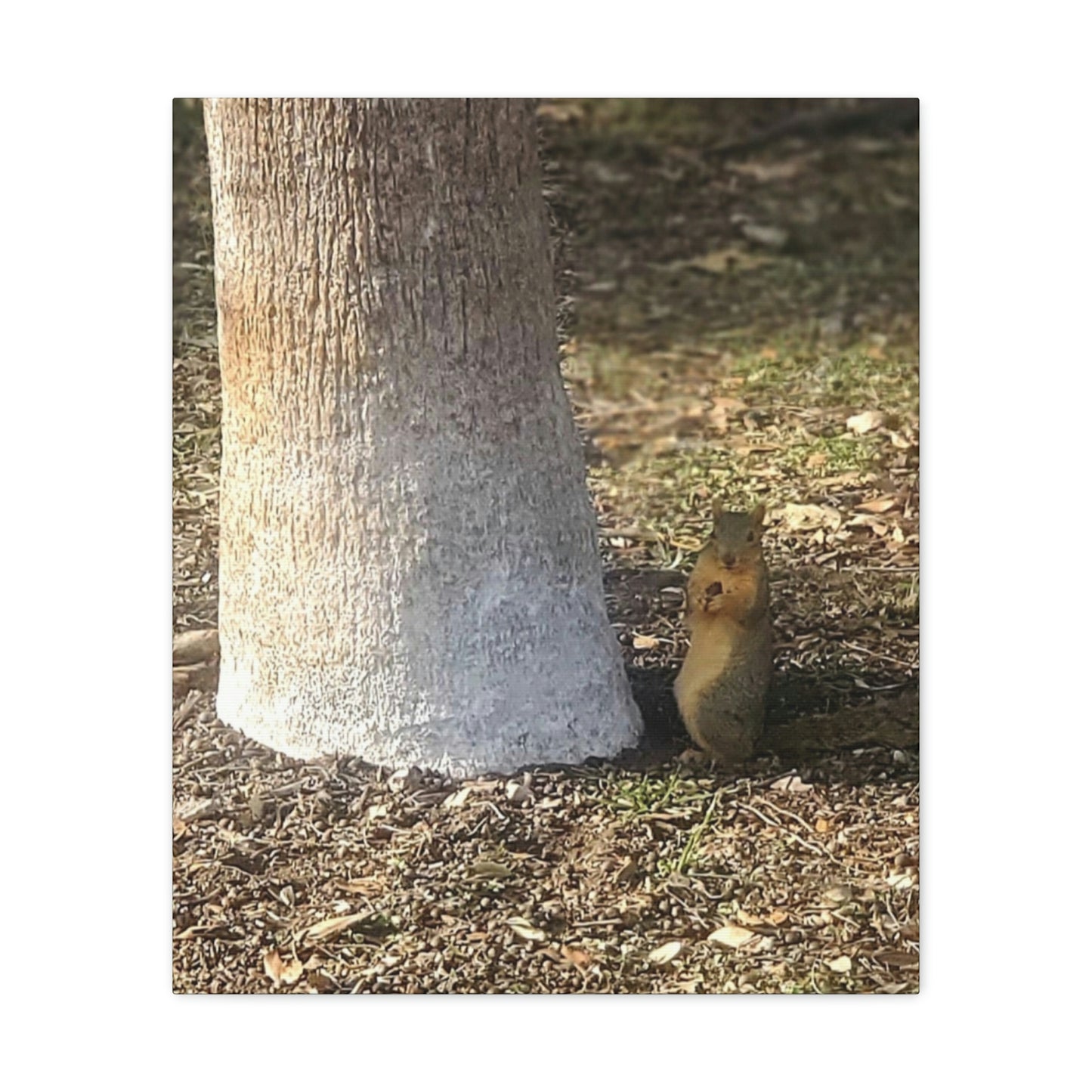 Squirrel and A Nut | Wall Art Print | Urban Geographic Collection | Life By Ortavia