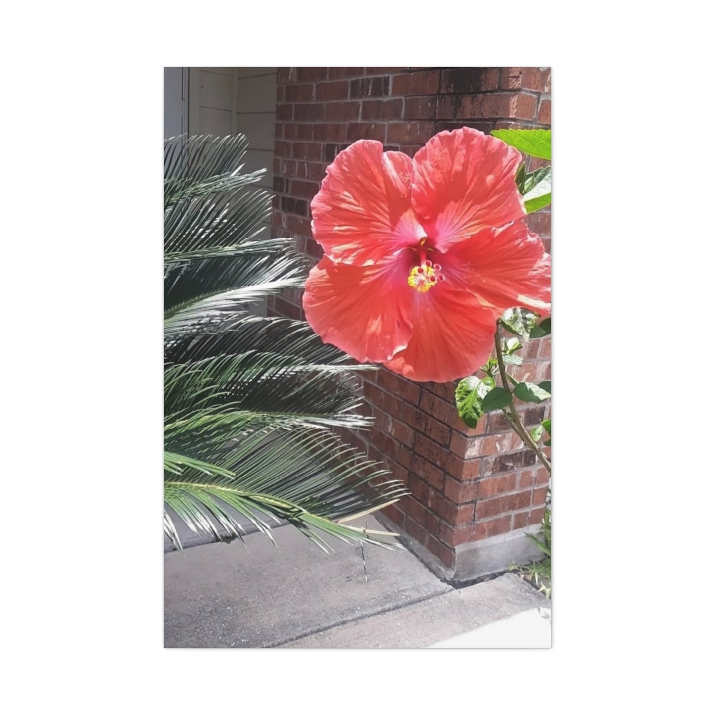 Art Prints & Wall Art, Gallery Canvas with Peach Hibiscus Flower