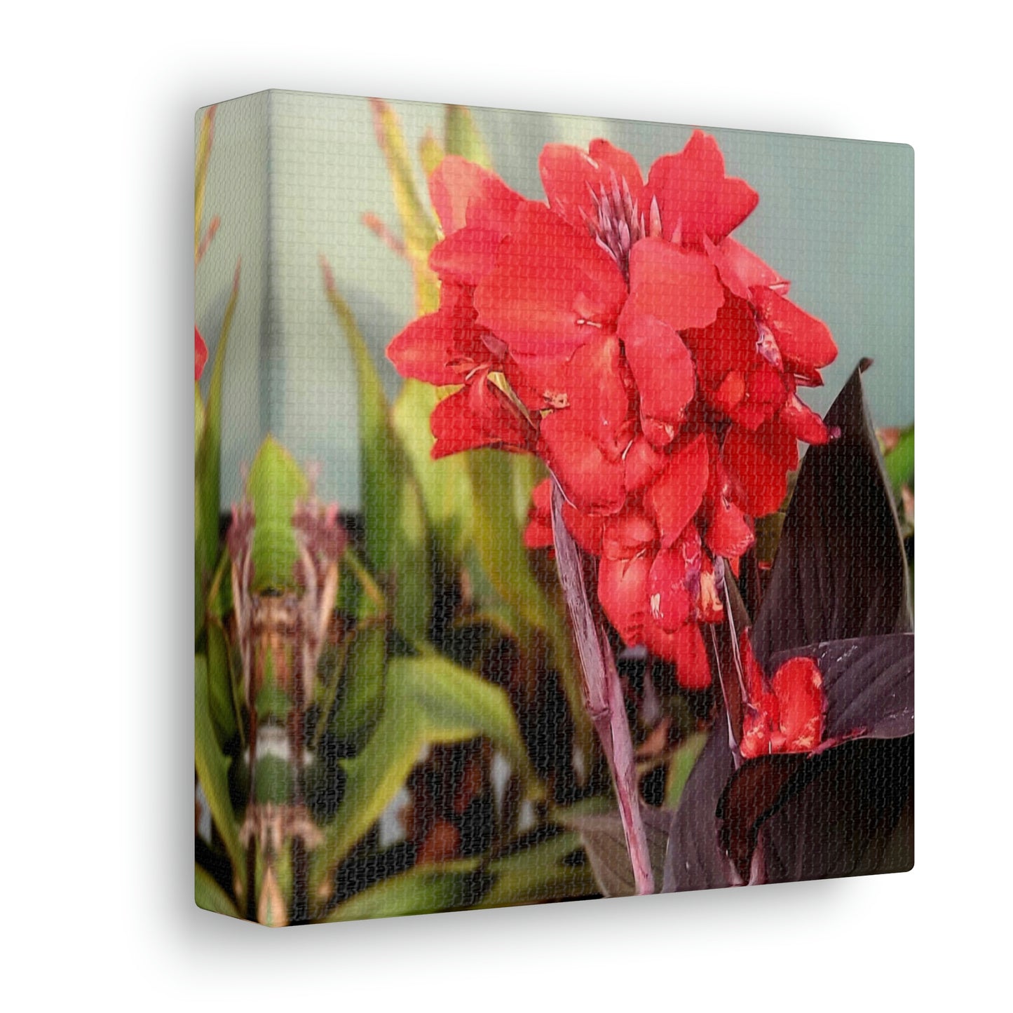 Red Canna | High Bloom Collection | Wall Art Print | Life By Ortavia
