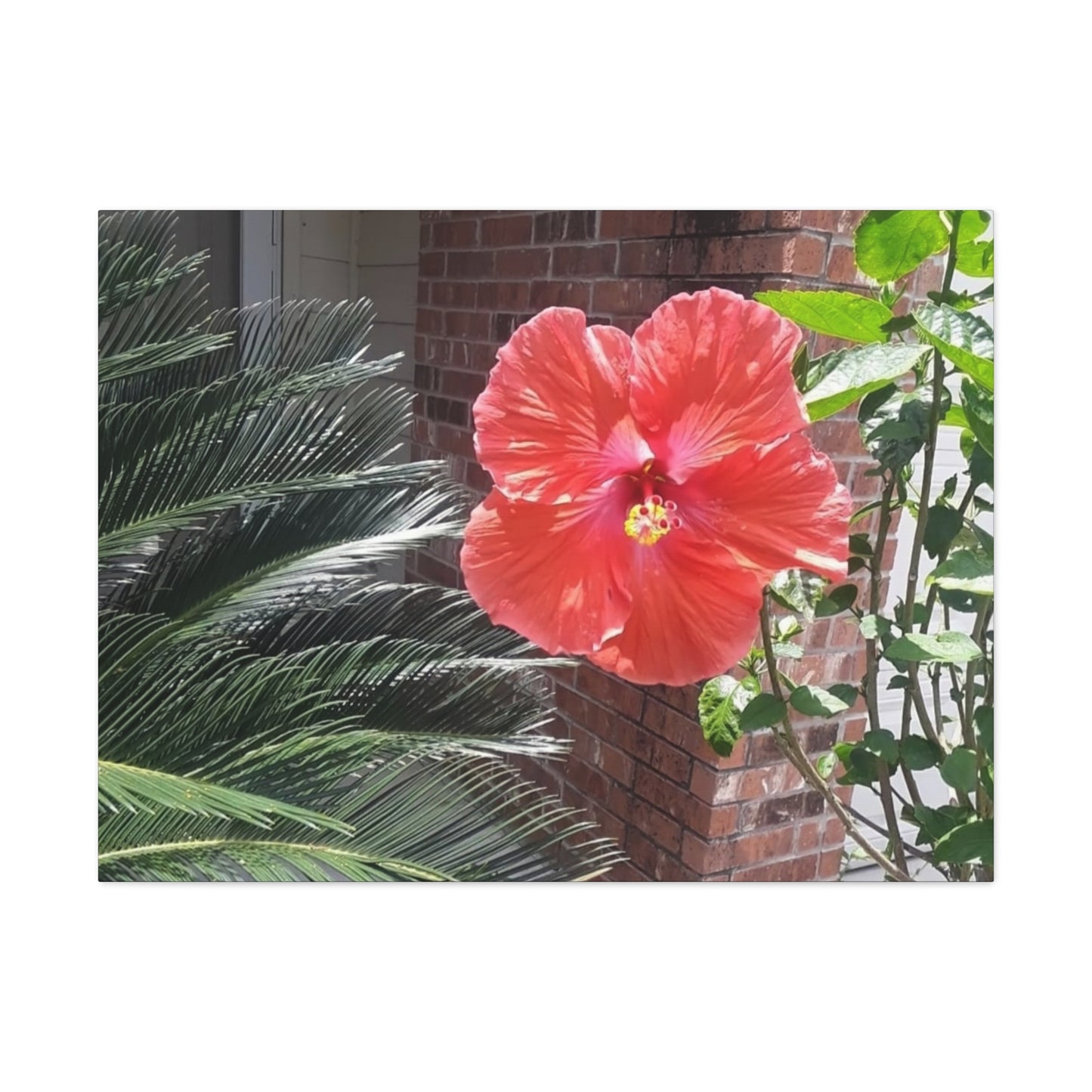 Art Prints & Wall Art, Gallery Canvas with Peach Hibiscus Flower