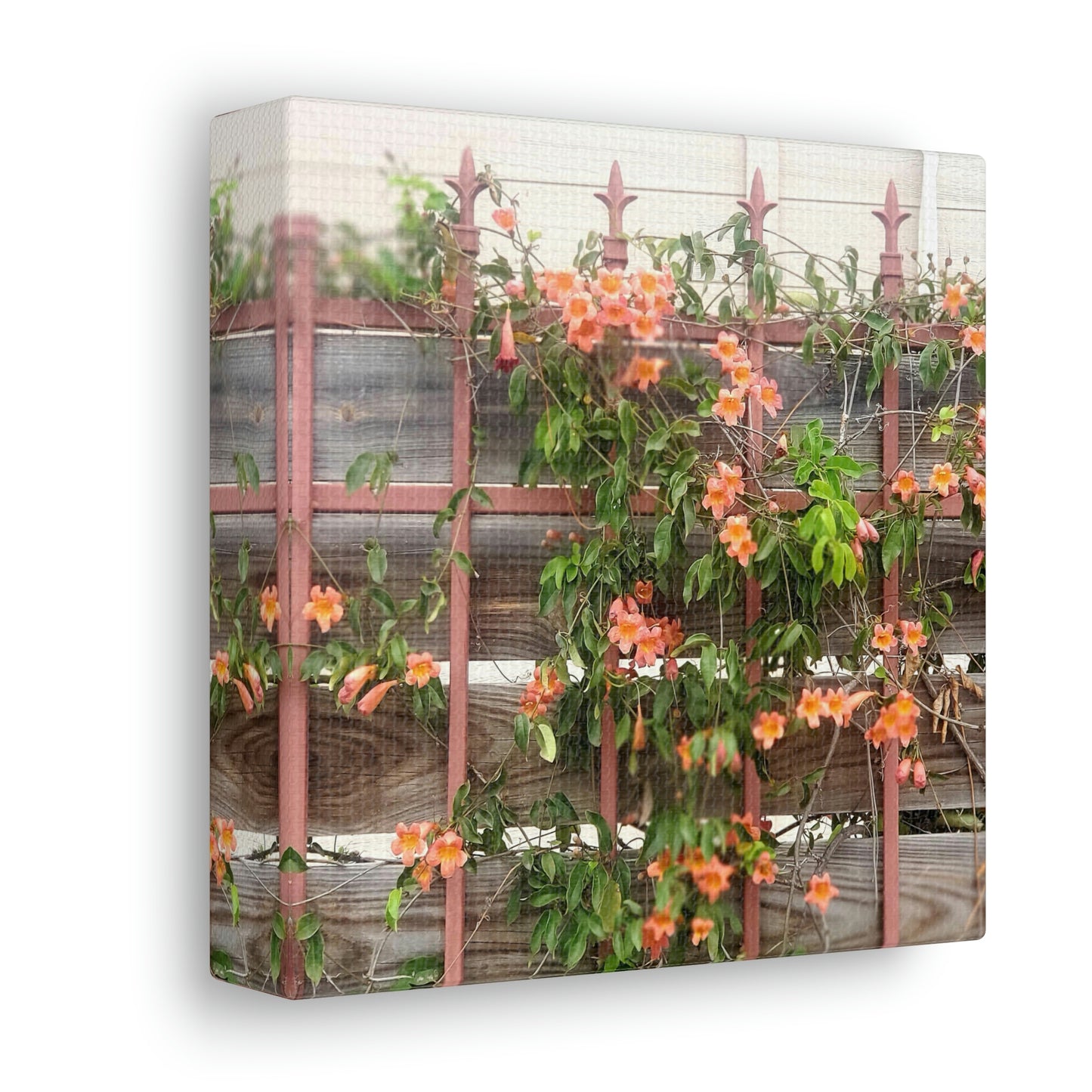 Flowers On A Rugged Fence | Wall Art Canvas | High Bloom Collection | Life By Ortavia