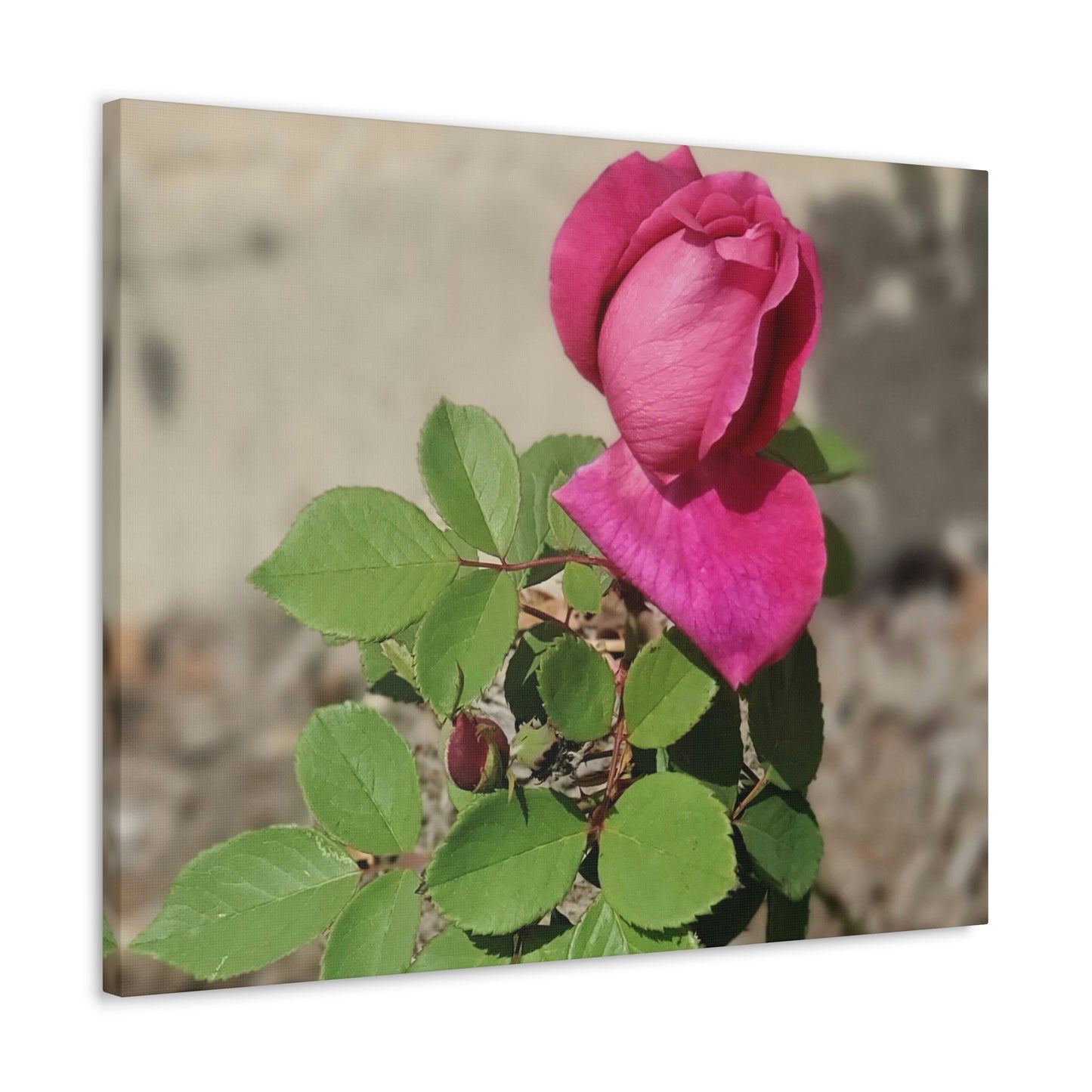 Dear Pink Rosa | High Bloom Collection | Canvas | Life By Ortavia