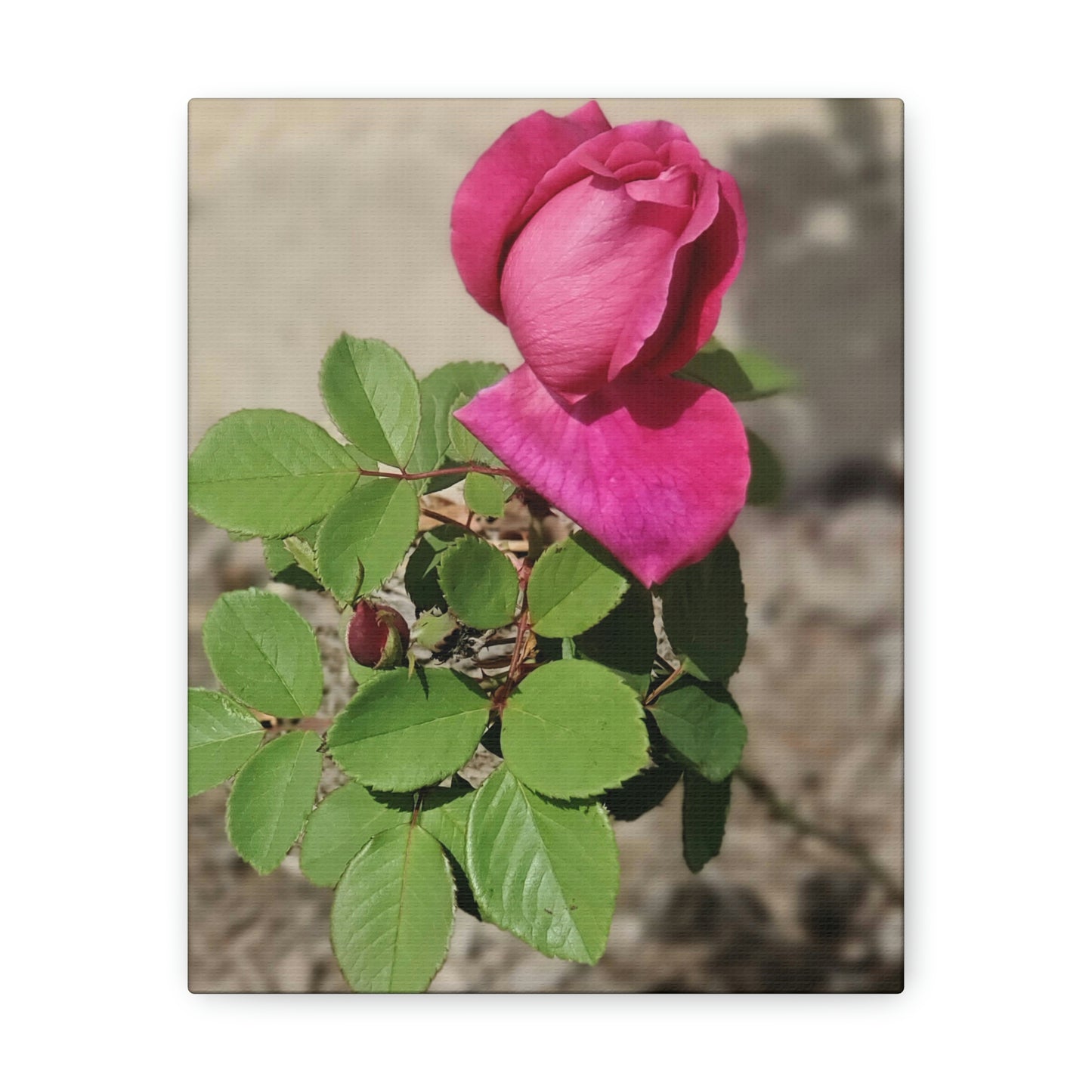 Dear Pink Rosa | High Bloom Collection | Canvas | Life By Ortavia