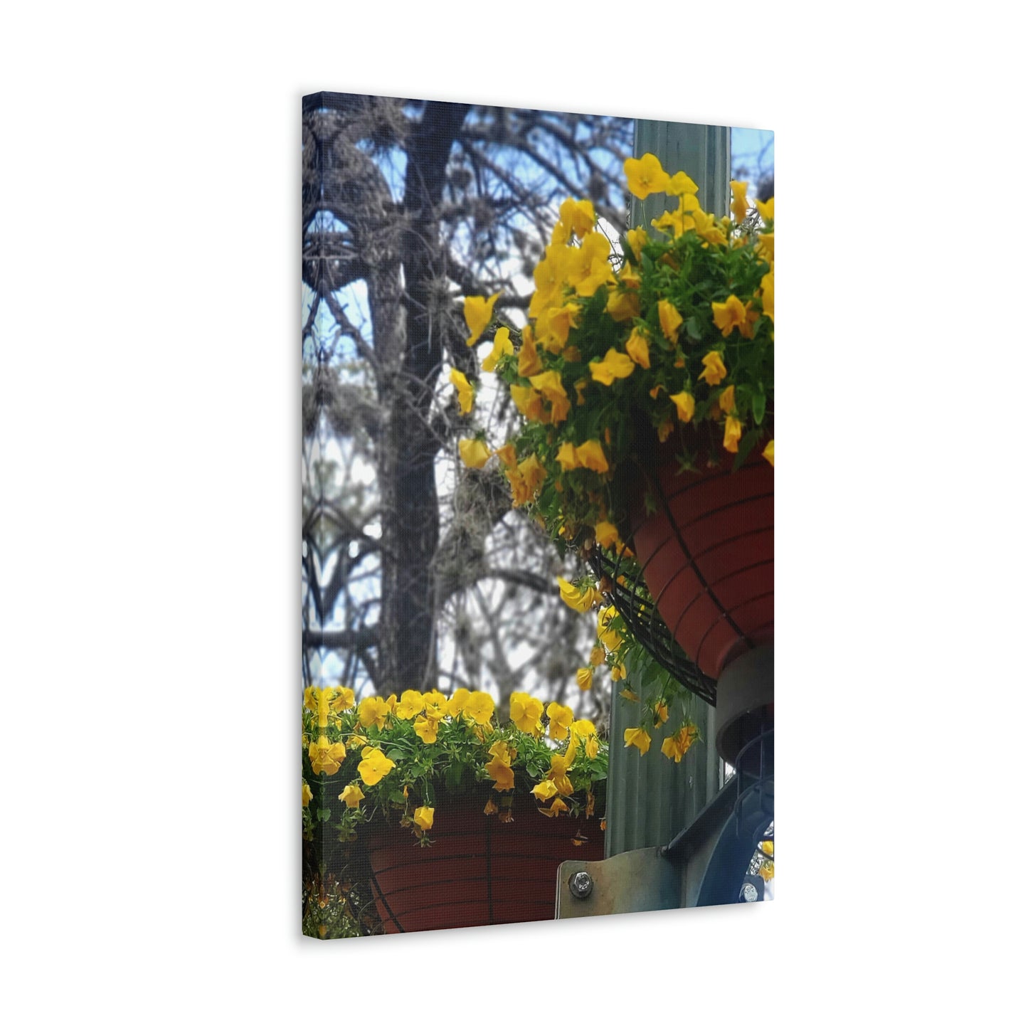 Yellow Pansies Downtown | Wall Art Canvas | High Bloom Collection | Life By Ortavia