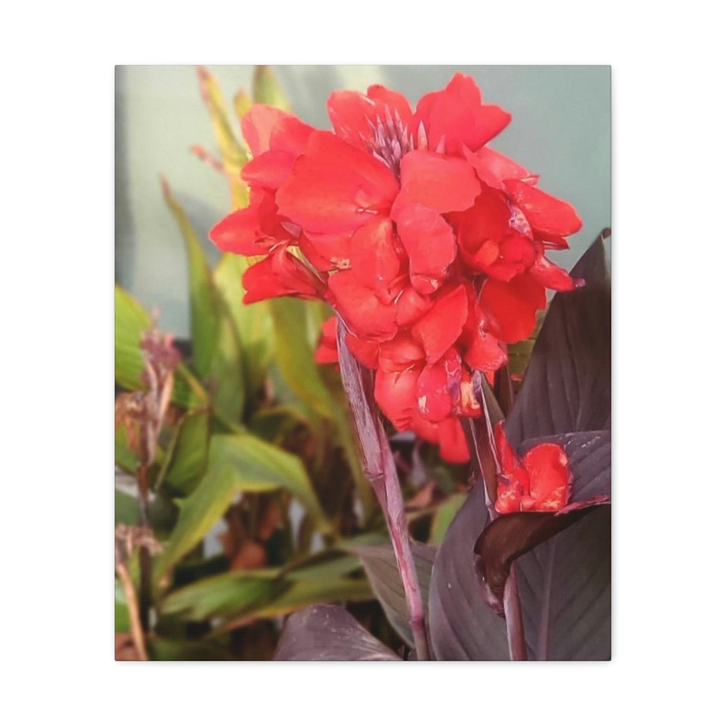 Red Canna | High Bloom Collection | Wall Art Print | Life By Ortavia