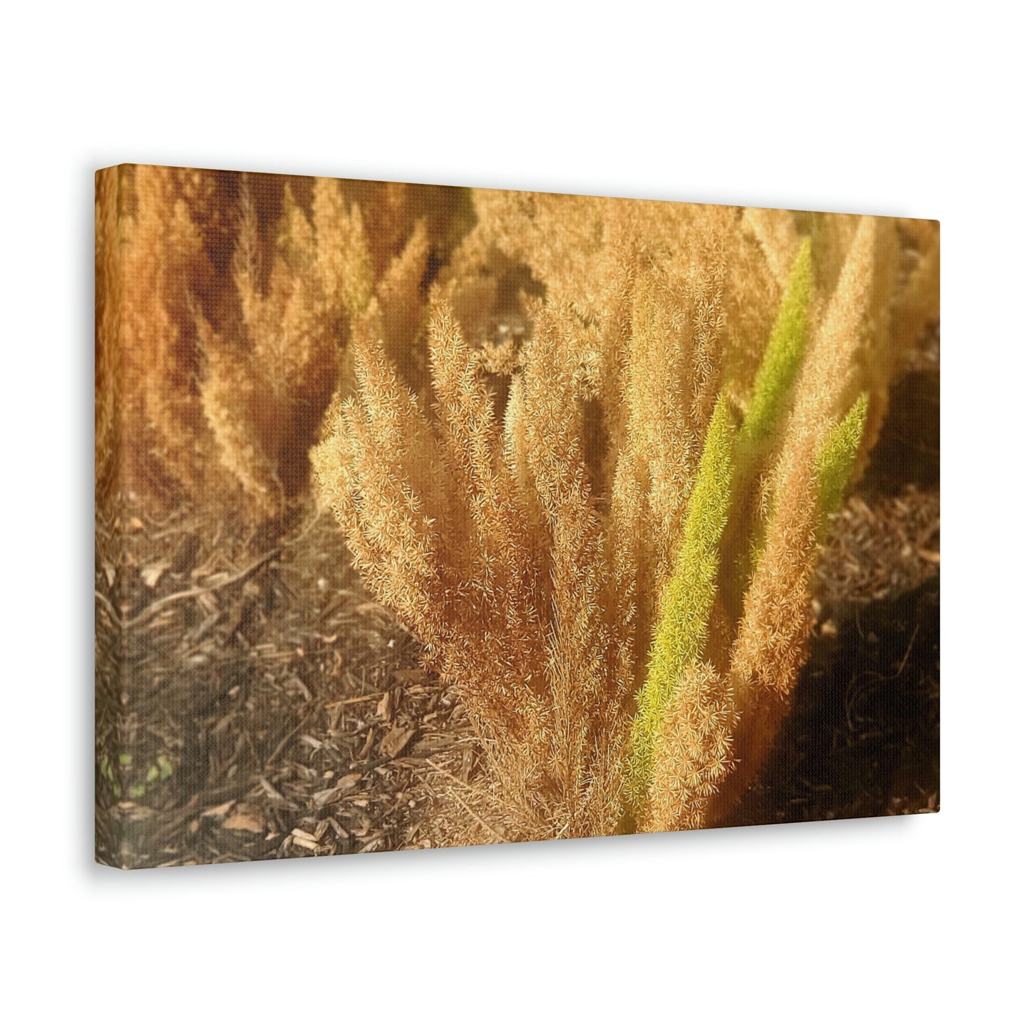 Golden Foxtail Fern | Wall Art Canvas | High Bloom Collection | Life By Ortavia
