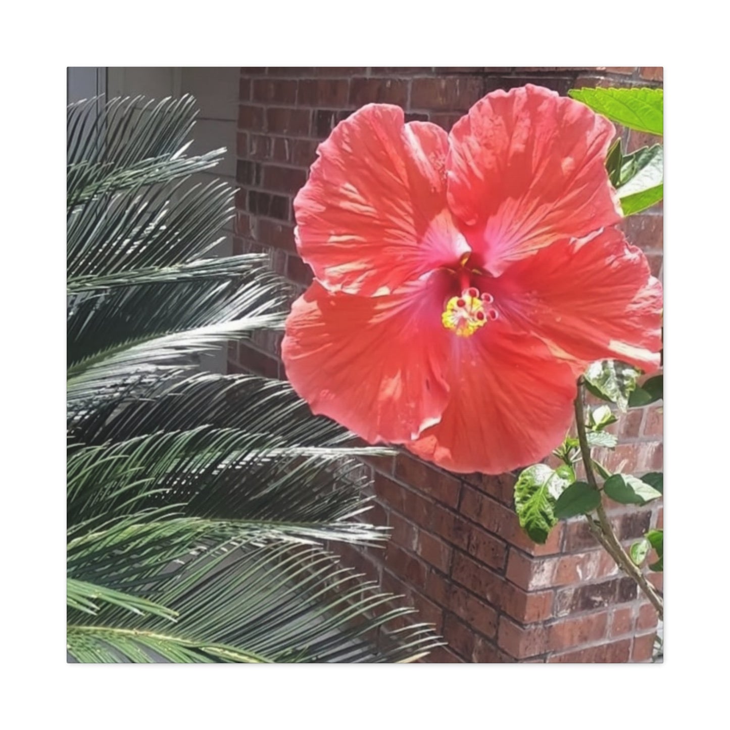Art Prints & Wall Art, Gallery Canvas with Peach Hibiscus Flower