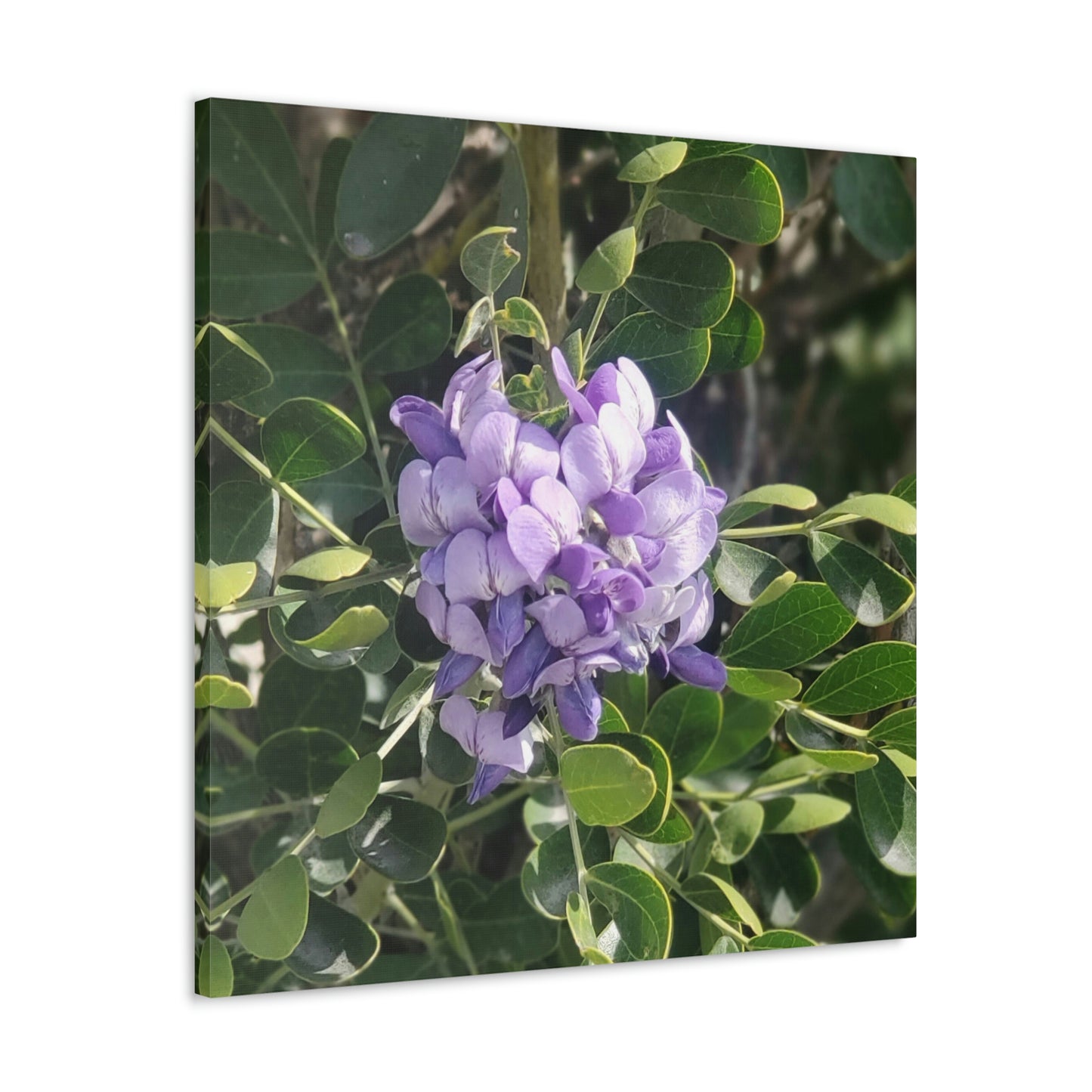 Purple Texas Mountain Laurel | Wall Art Canvas