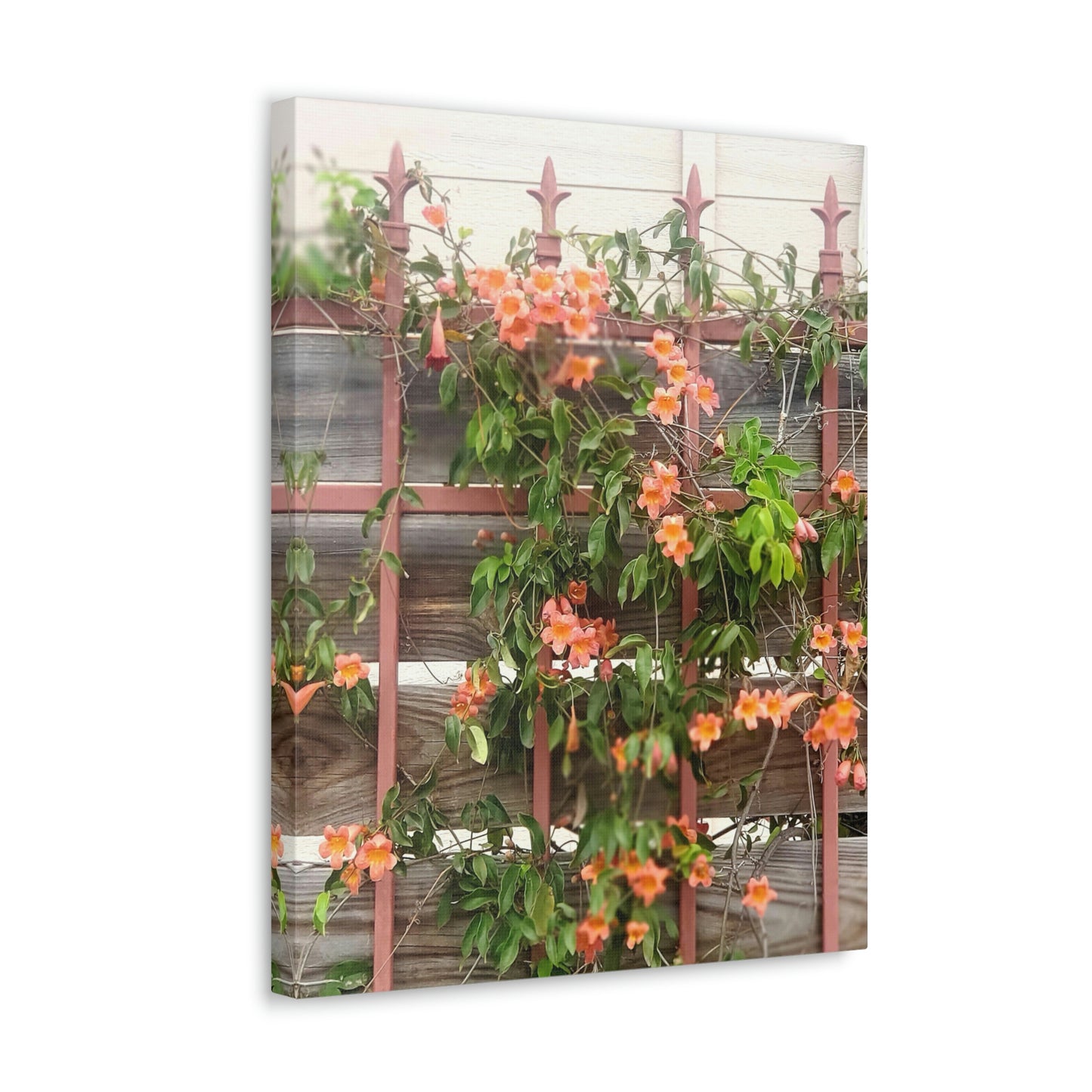 Flowers On A Rugged Fence | Wall Art Canvas | High Bloom Collection | Life By Ortavia