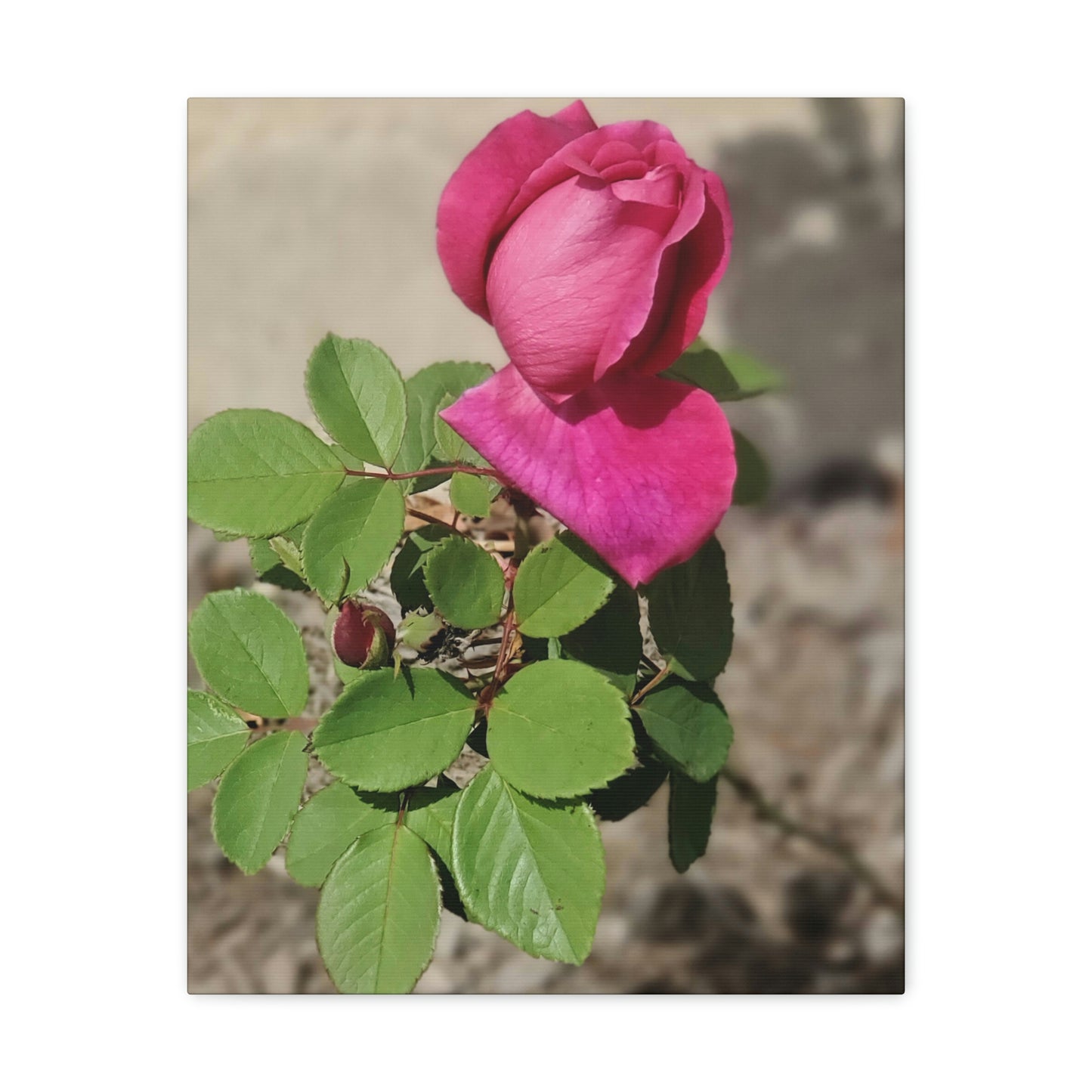 Dear Pink Rosa | High Bloom Collection | Canvas | Life By Ortavia