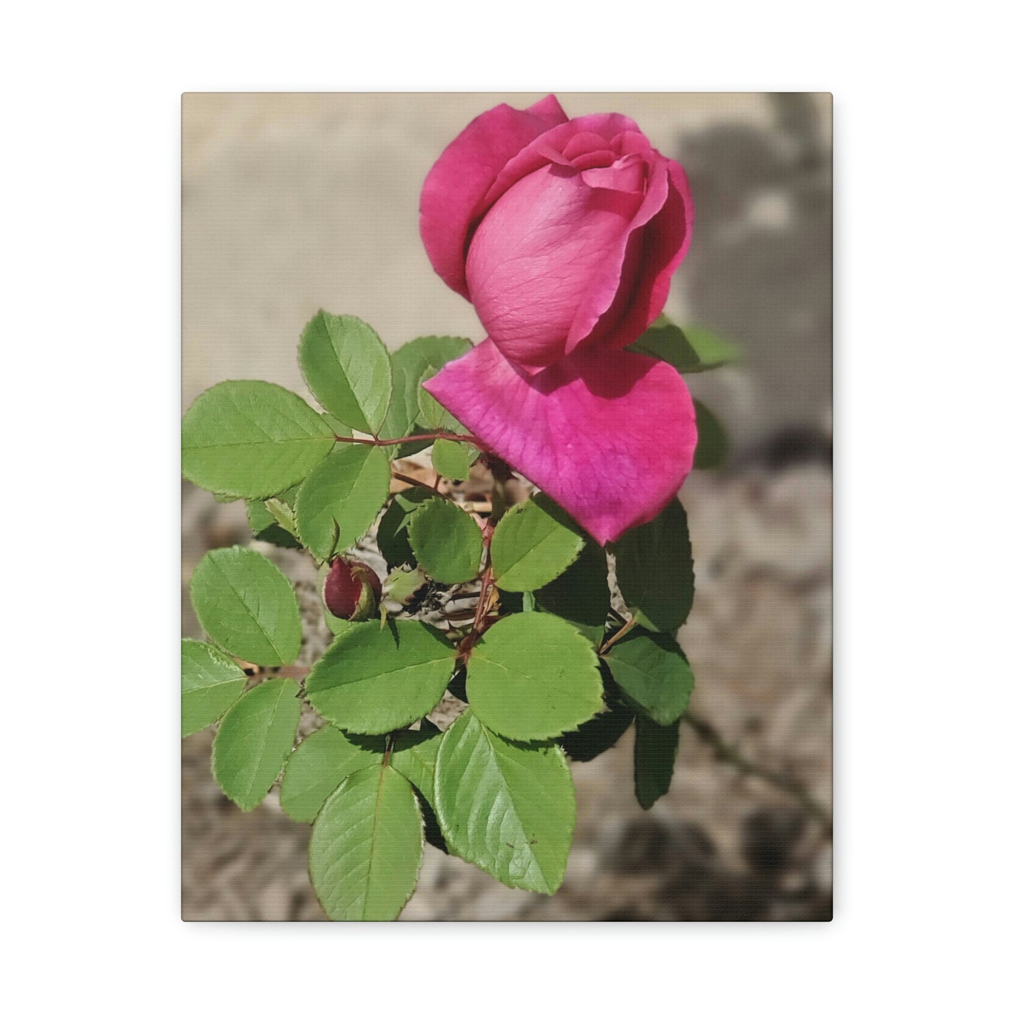 Dear Pink Rosa | High Bloom Collection | Canvas | Life By Ortavia
