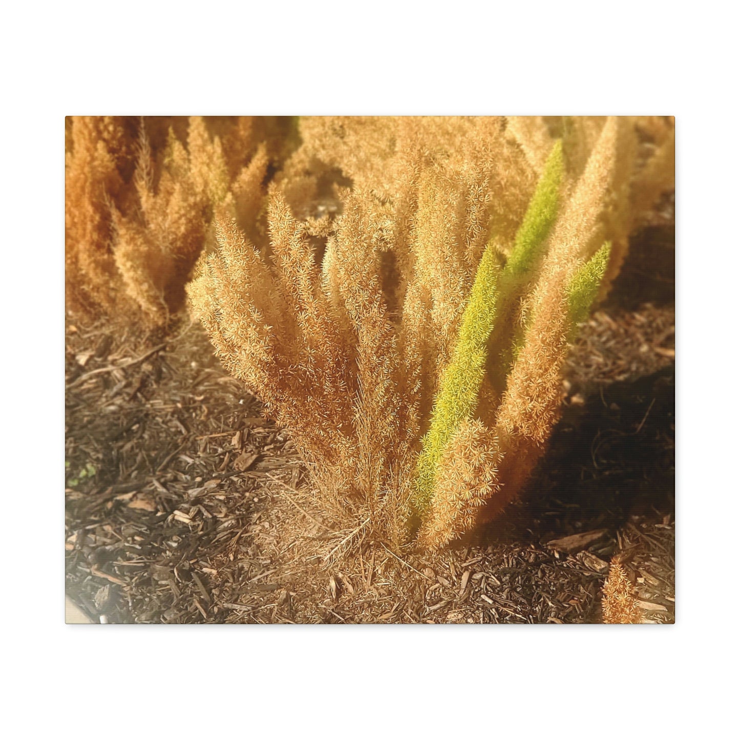 Golden Foxtail Fern | Wall Art Canvas | High Bloom Collection | Life By Ortavia