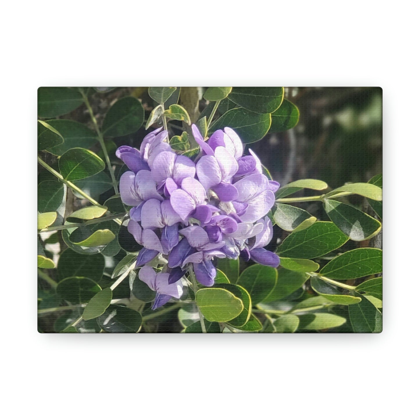 Purple Texas Mountain Laurel | Wall Art Canvas