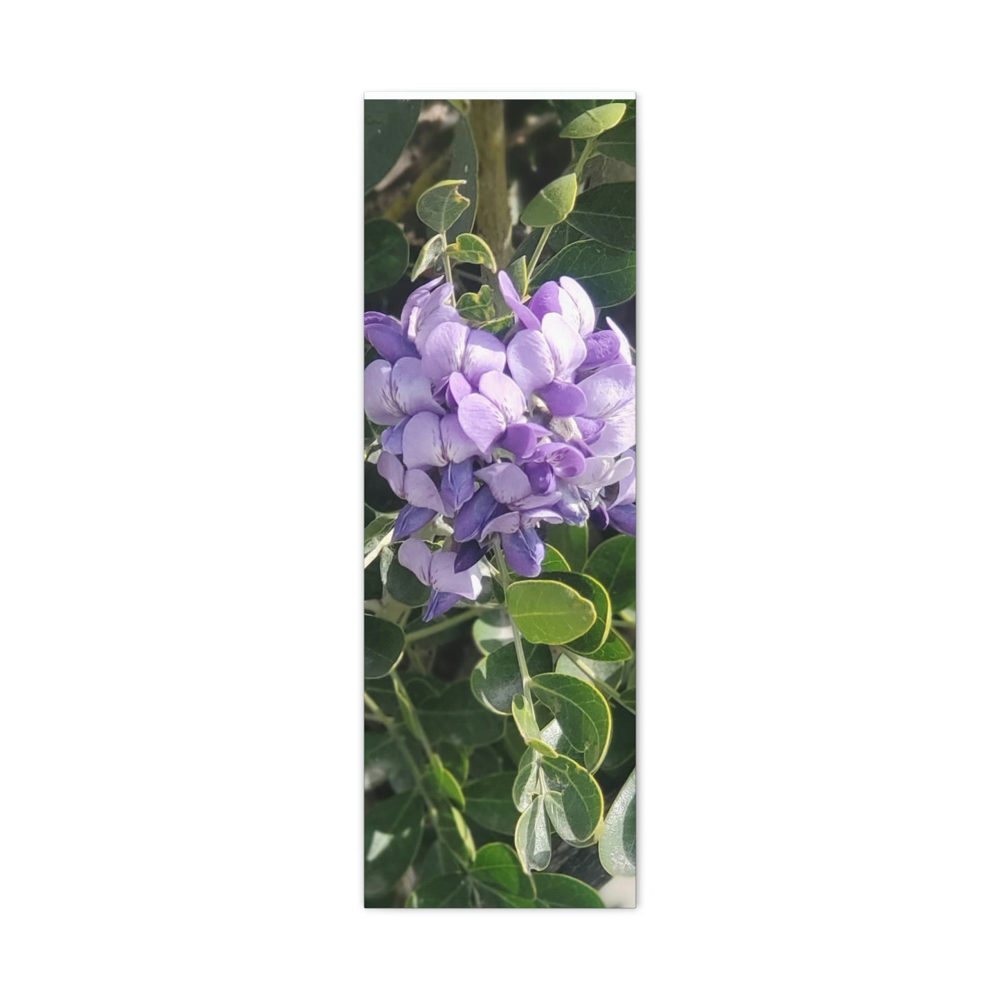 Purple Texas Mountain Laurel | Wall Art Canvas