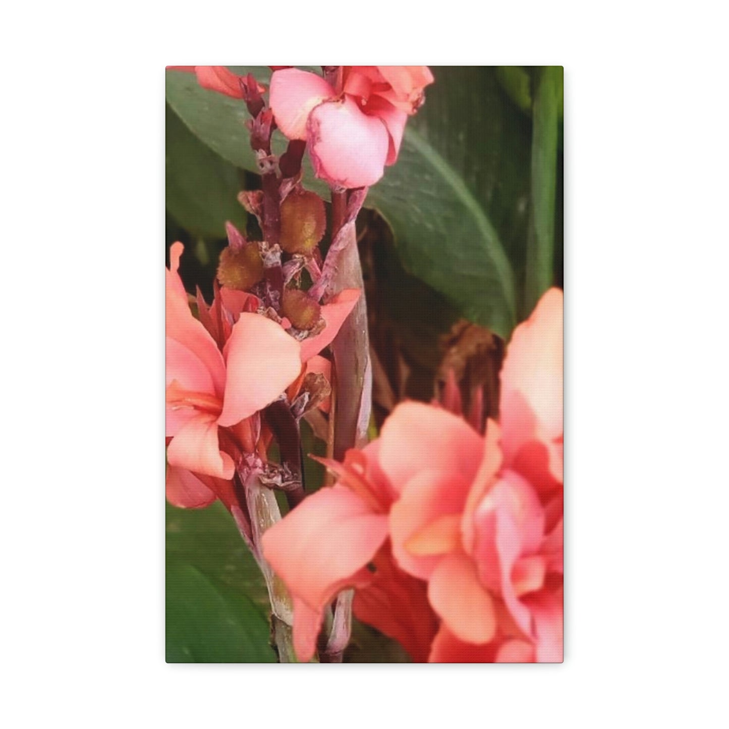Art Prints & Wall Art, Canvas Gallery with Pink Canna Flower