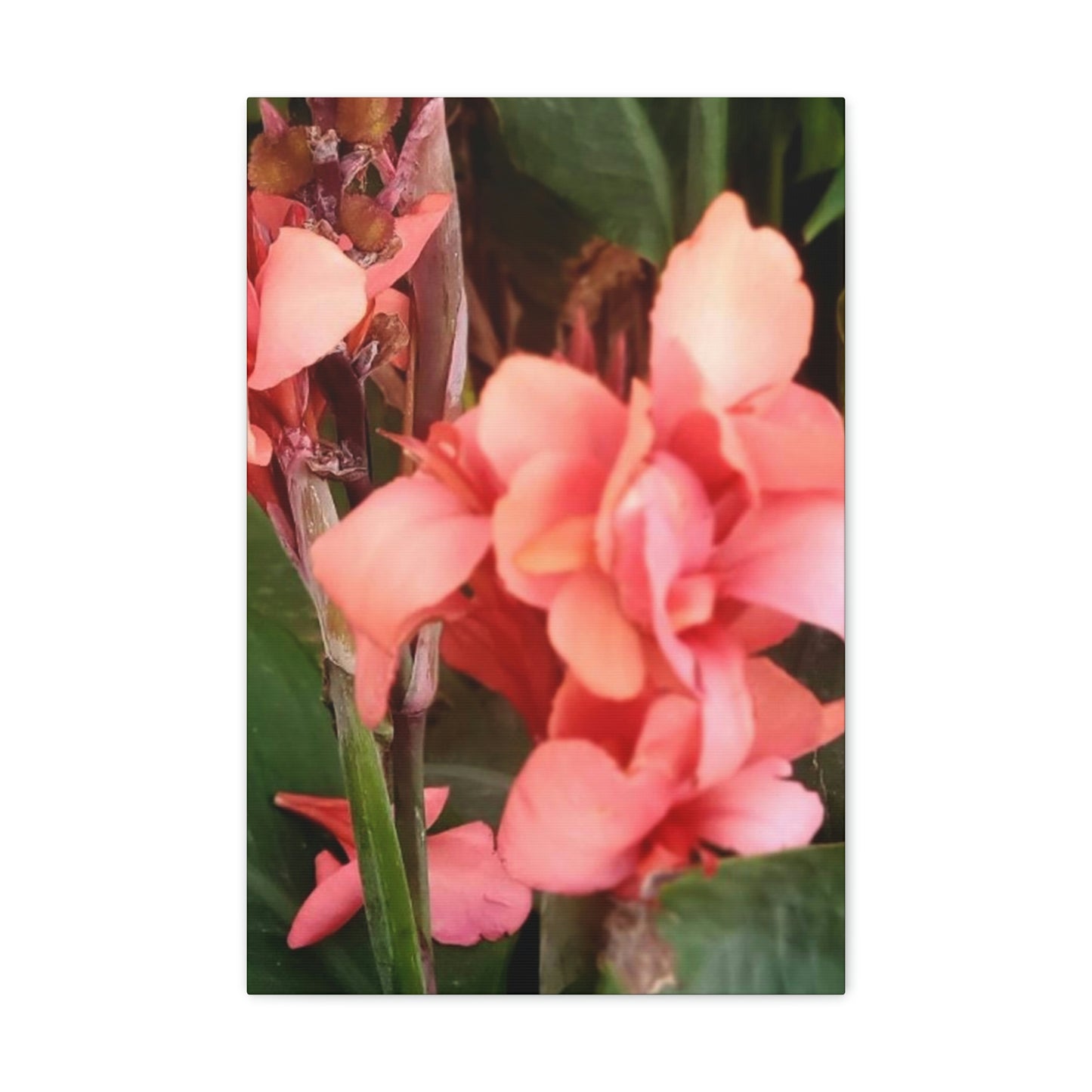 Art Prints & Wall Art, Canvas Gallery with Pink Canna Flower