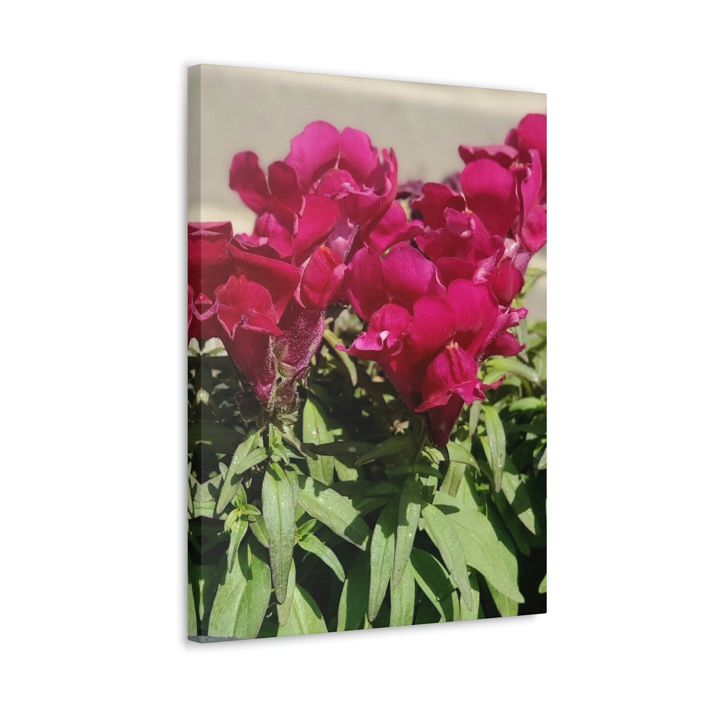 Magenta Snapdragon | Wall Art Canvas | High Bloom Collection | Life By Ortavia