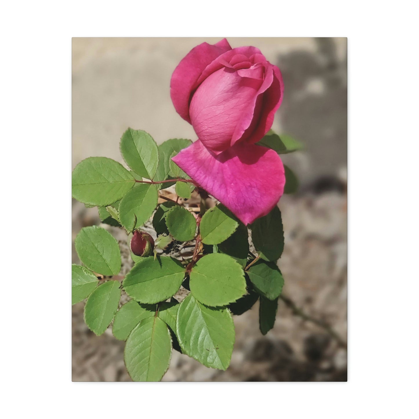 Dear Pink Rosa | High Bloom Collection | Canvas | Life By Ortavia