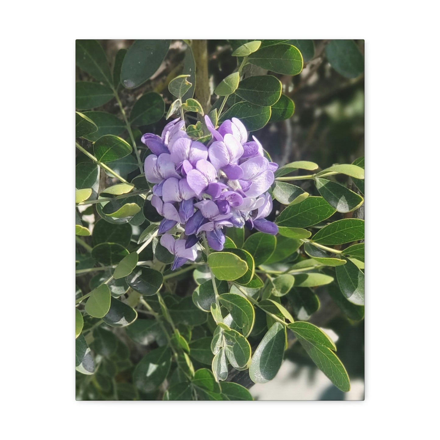 Purple Texas Mountain Laurel | Wall Art Canvas