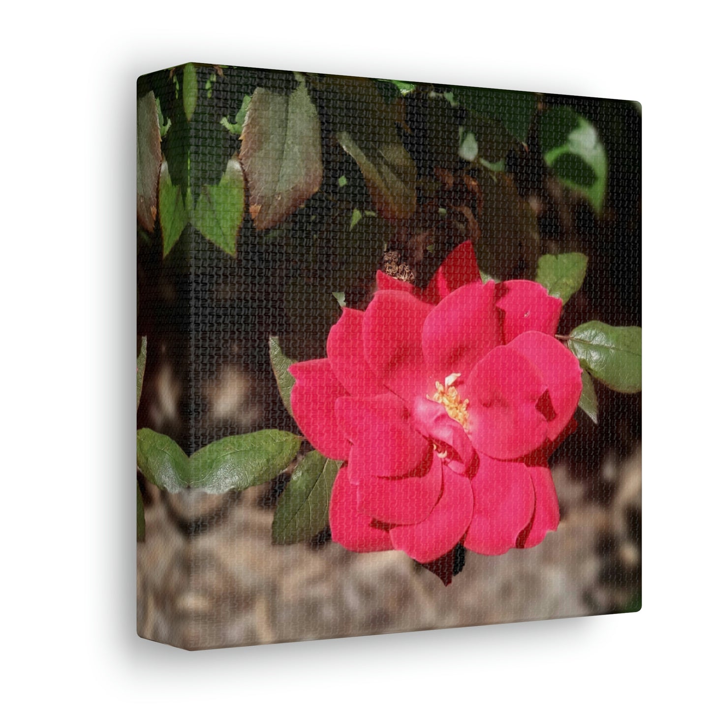 Knockout | Wall Art Print | High Bloom Collection | Life By Ortavia