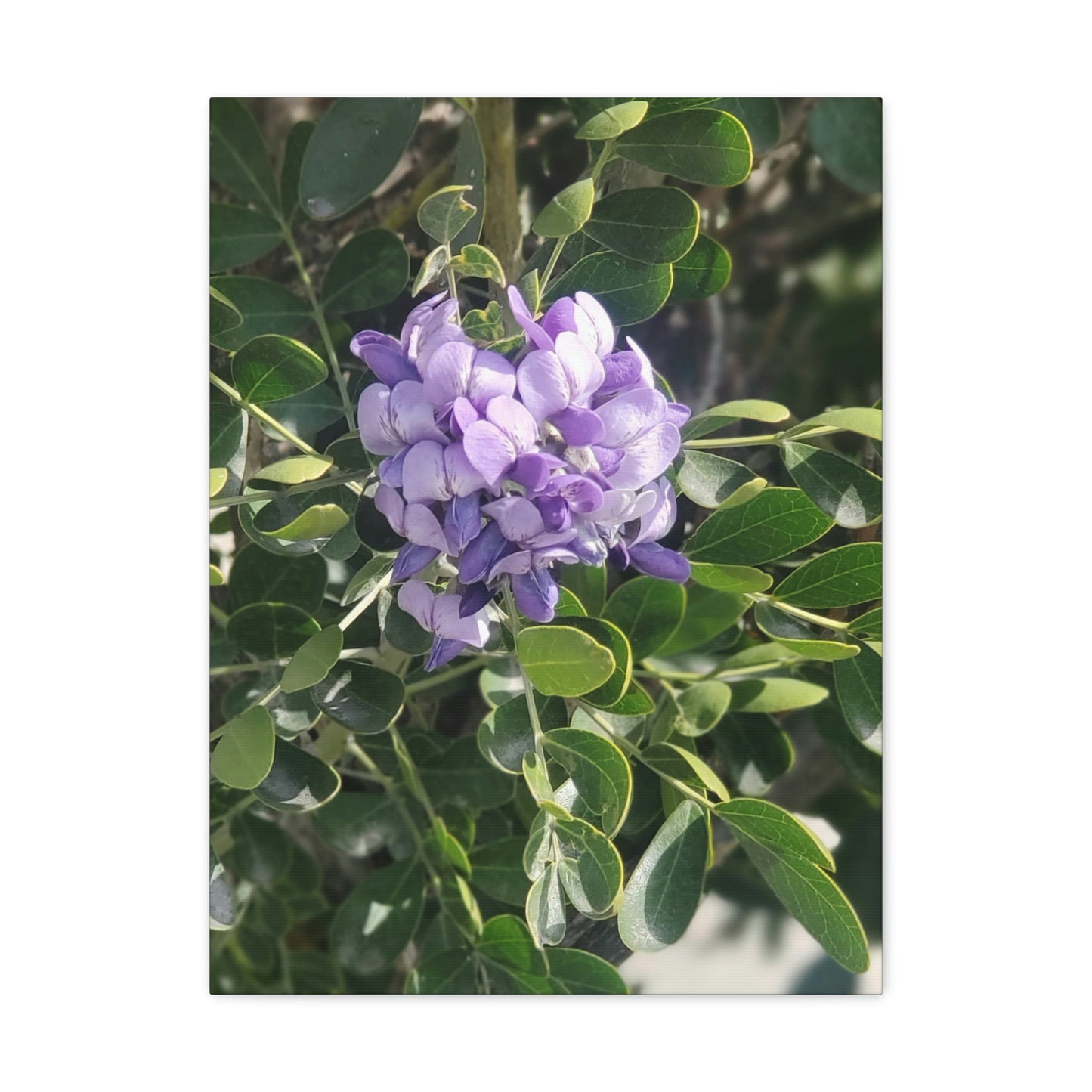 Purple Texas Mountain Laurel | Wall Art Canvas