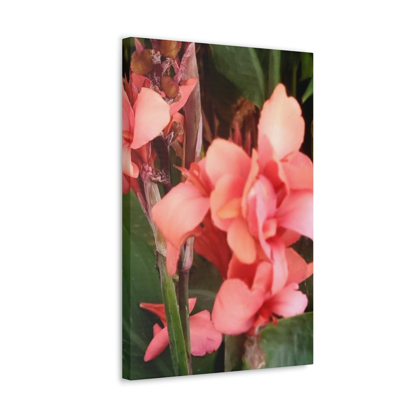 Art Prints & Wall Art, Canvas Gallery with Pink Canna Flower