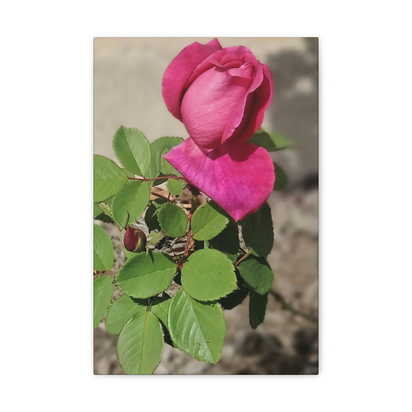 Dear Pink Rosa | High Bloom Collection | Canvas | Life By Ortavia